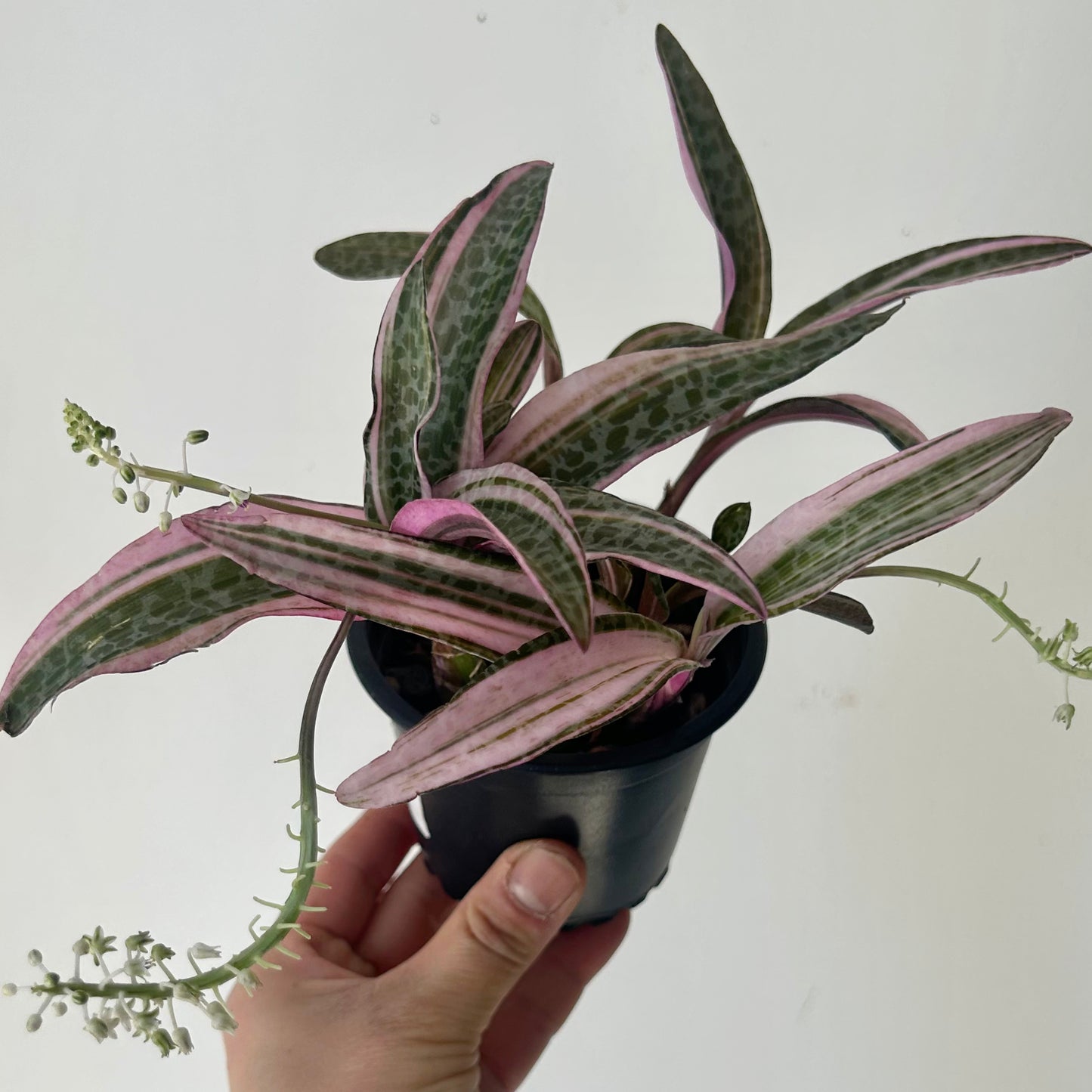 Pink Squill “Juda” 3.5”pot (Ledebouria socialis variegata)