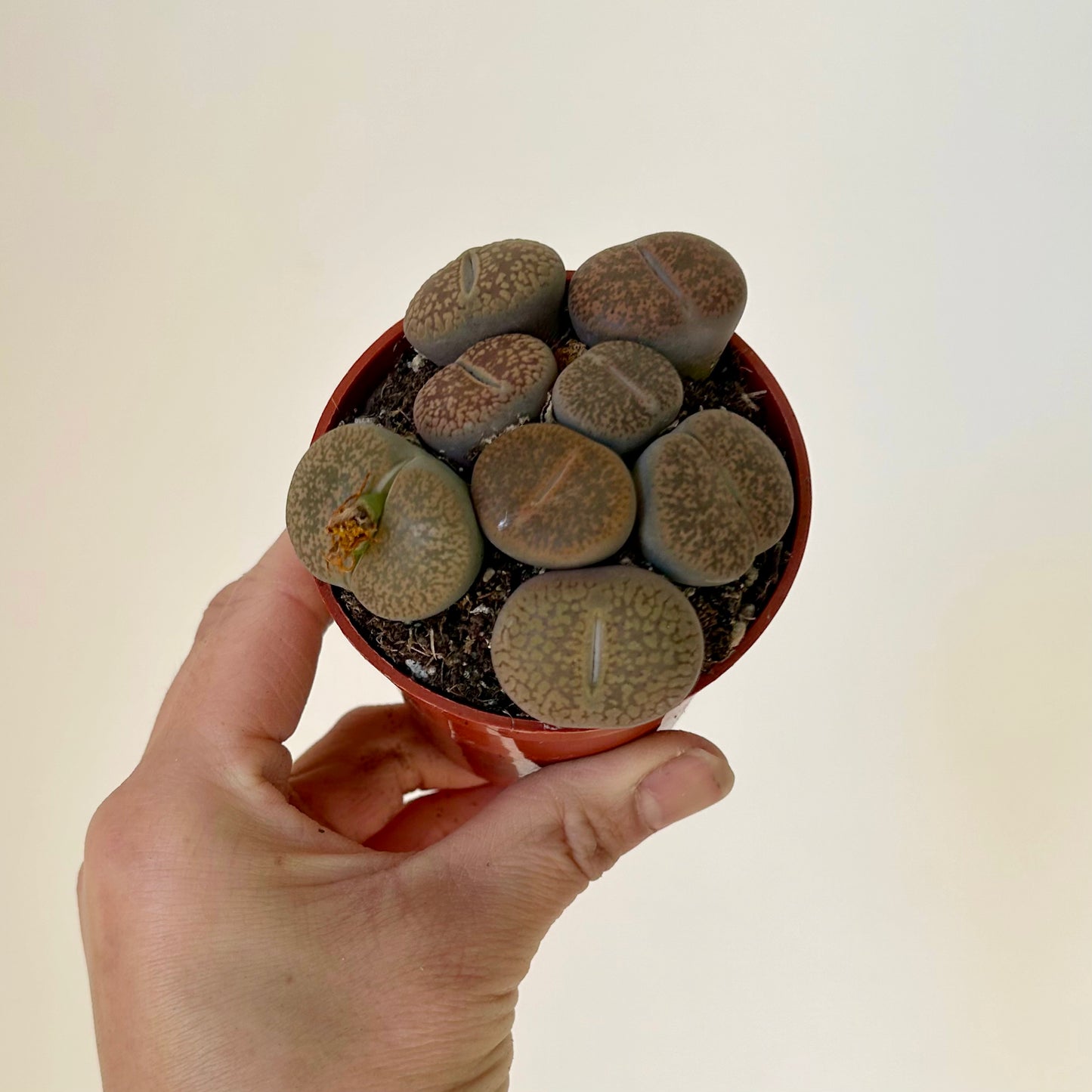 Living Stone Succulent (Lithops) 3" pot