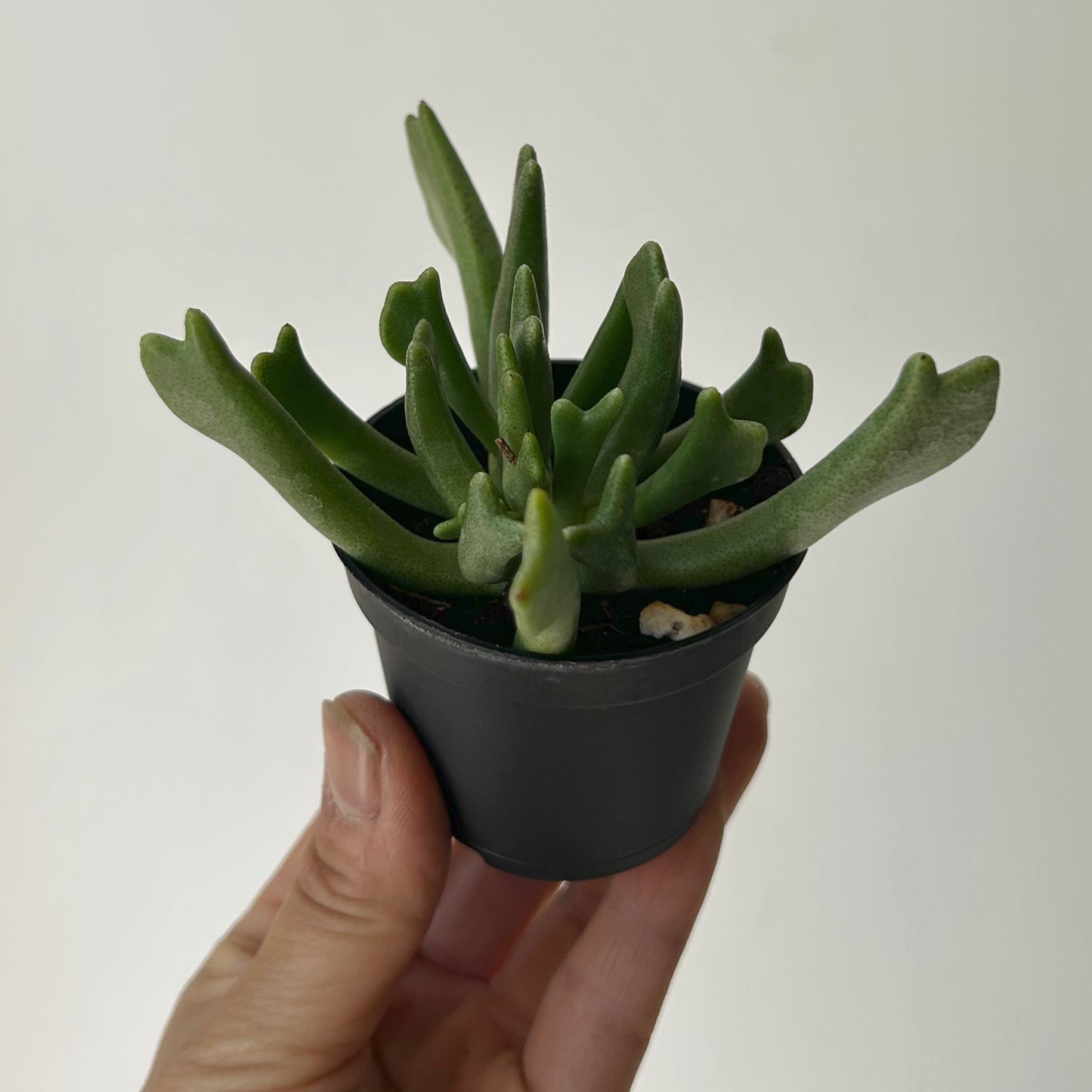 Elkhorn Succulent (rhombophyllum dolabriforme) 2.5” pot