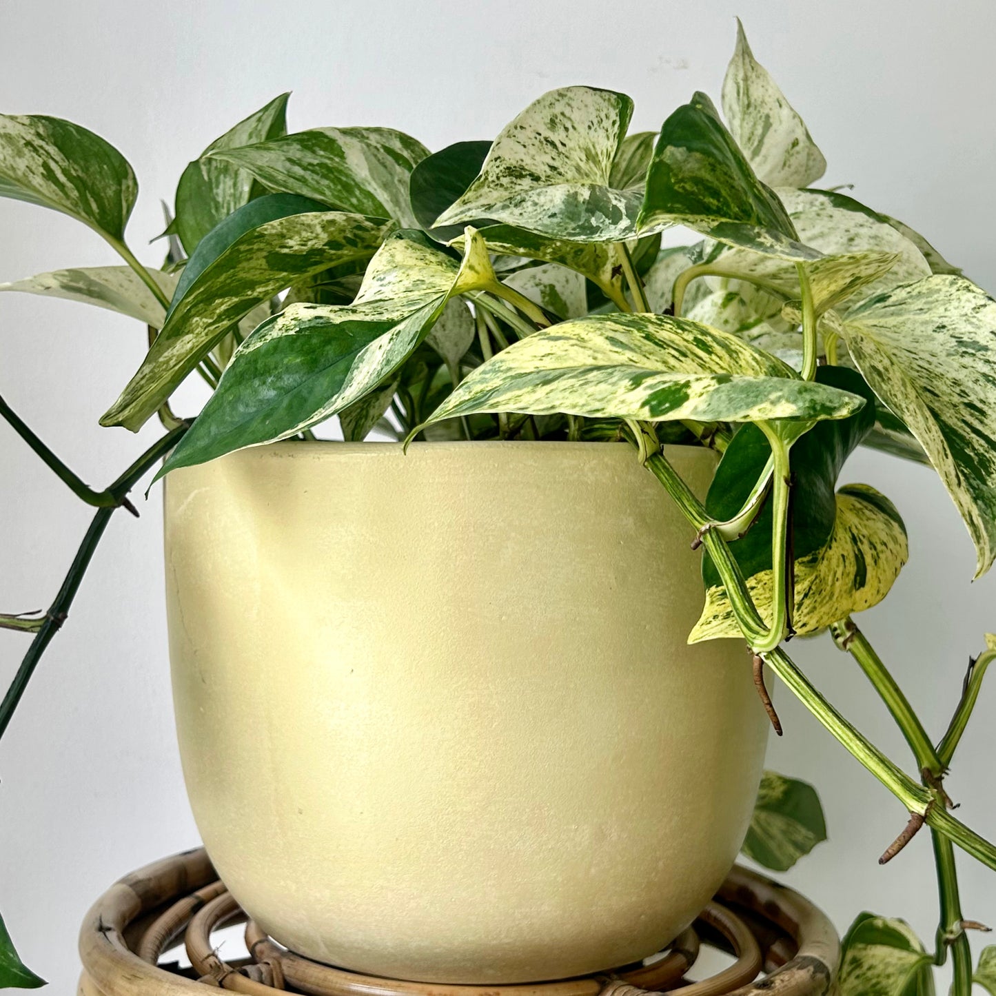 SIMCOE Bell-Shaped Planter BUTTERCREAM YELLOW