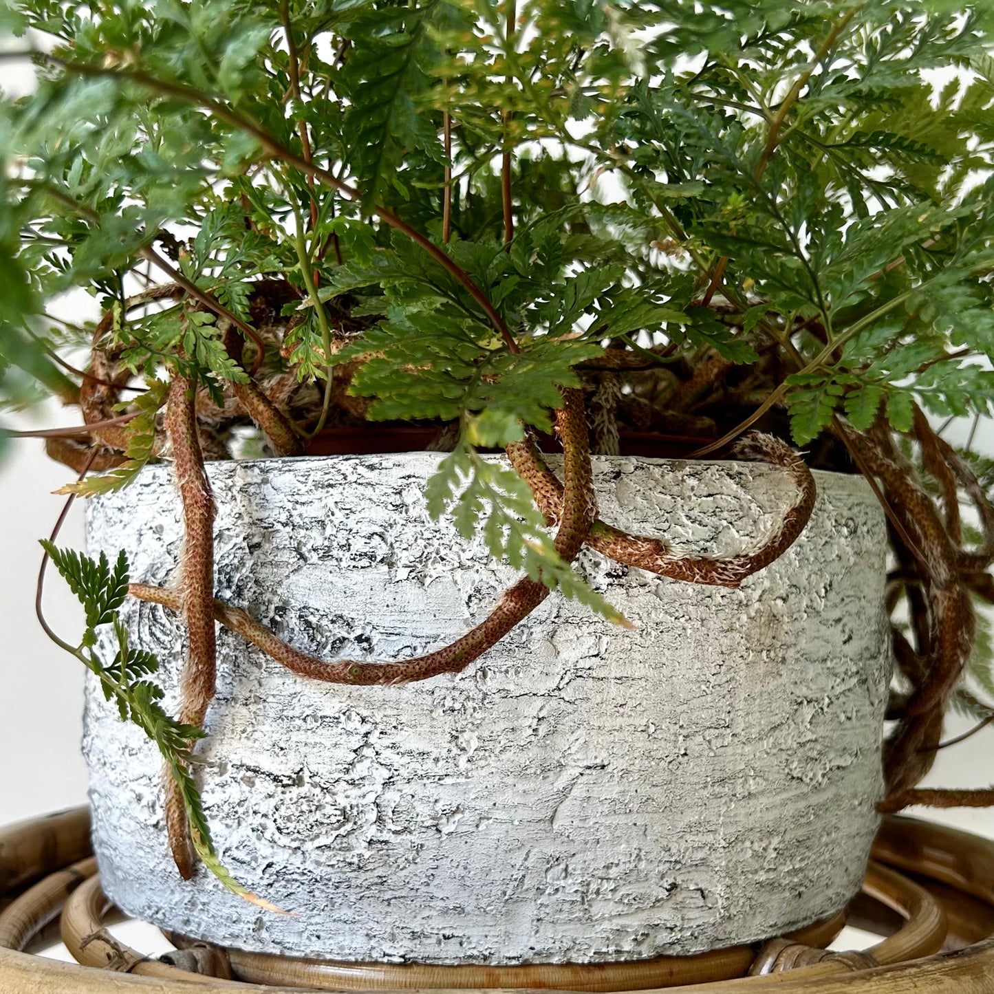 Cement Birch Bark decorative pot (available in two sizes)