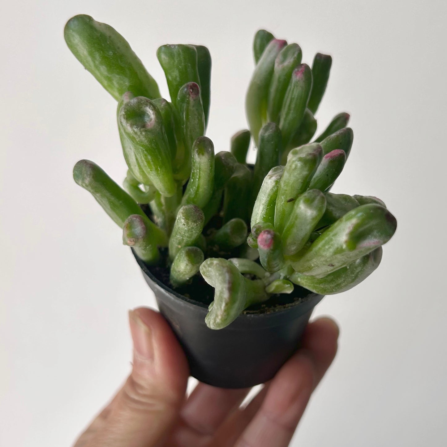 Variegated Gollum Jade (Crassula ovata 'Gollum' f. variegata) 2.5” pot