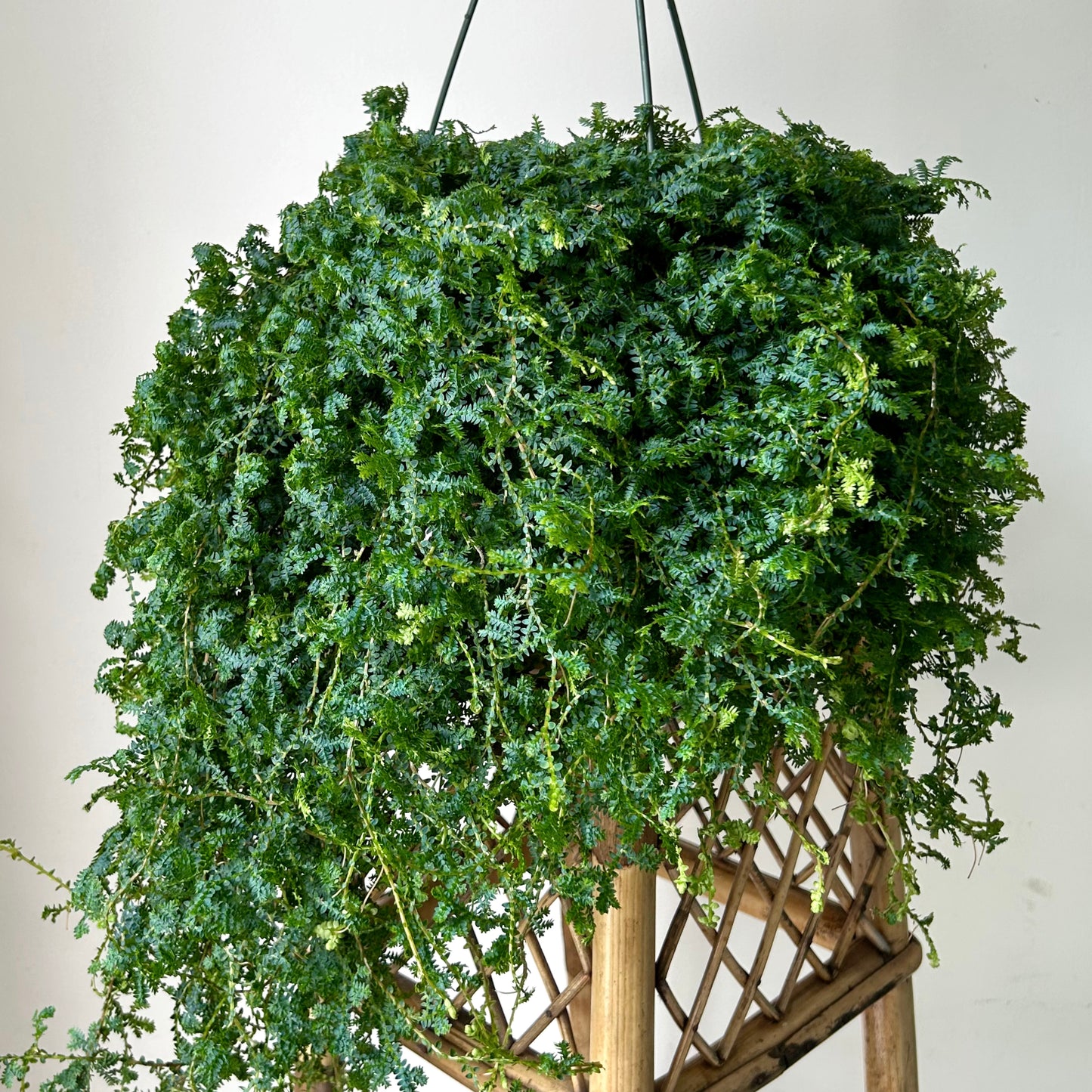 Peacock Fern (Selaginella uncinata) 8” hanging basket