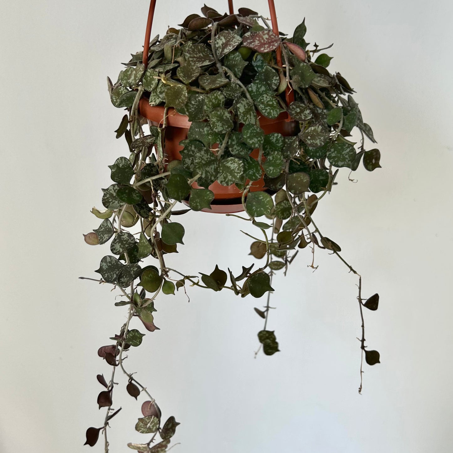 Hoya Curtisii 4.5” hanging basket