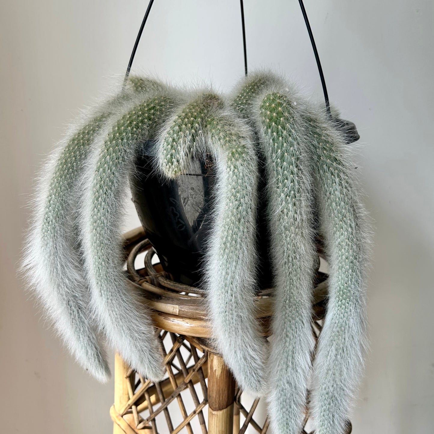 Monkey Tail Cactus (Cleistocactus colademononis) 10”hanging basket