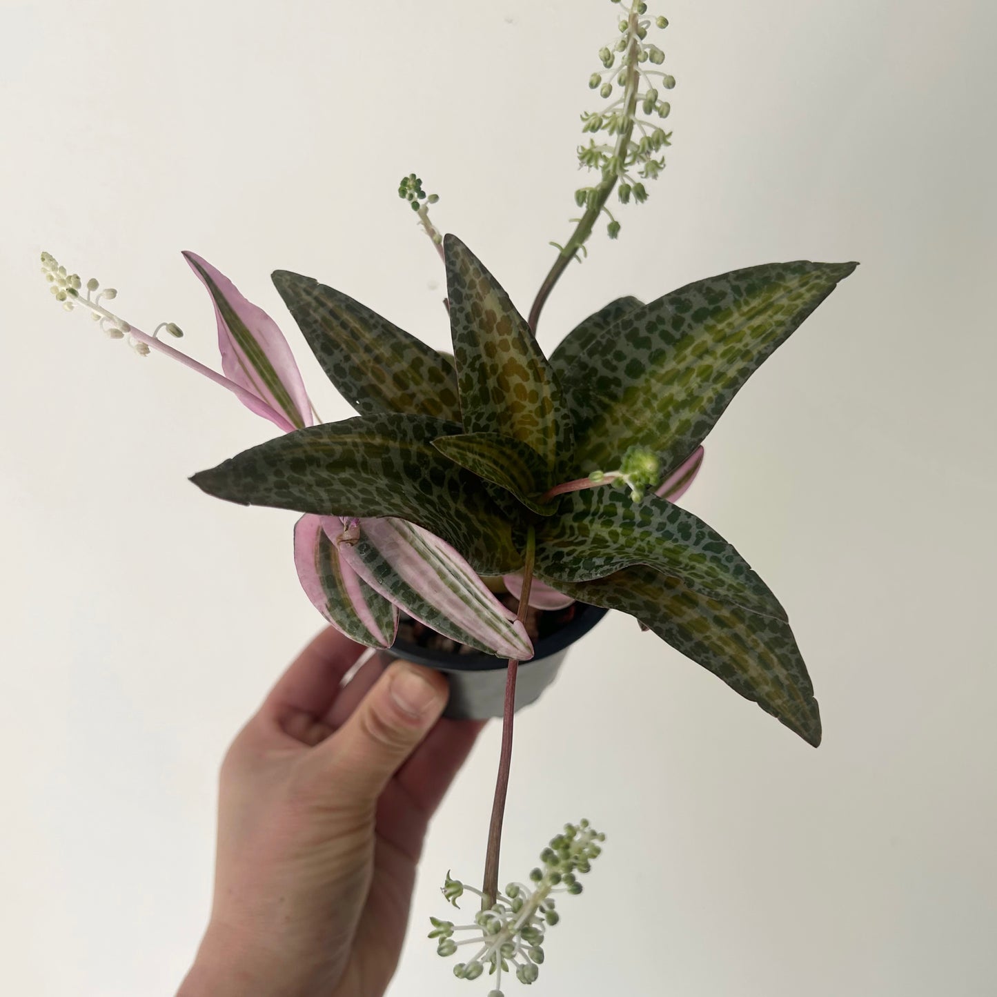 Pink Squill “Juda” 3.5”pot (Ledebouria socialis variegata)