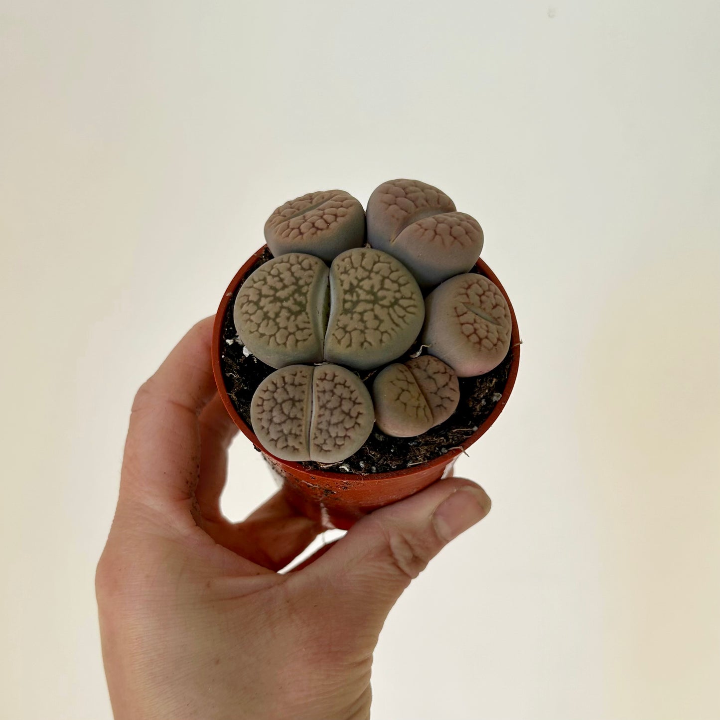 Living Stone Succulent (Lithops) 3" pot