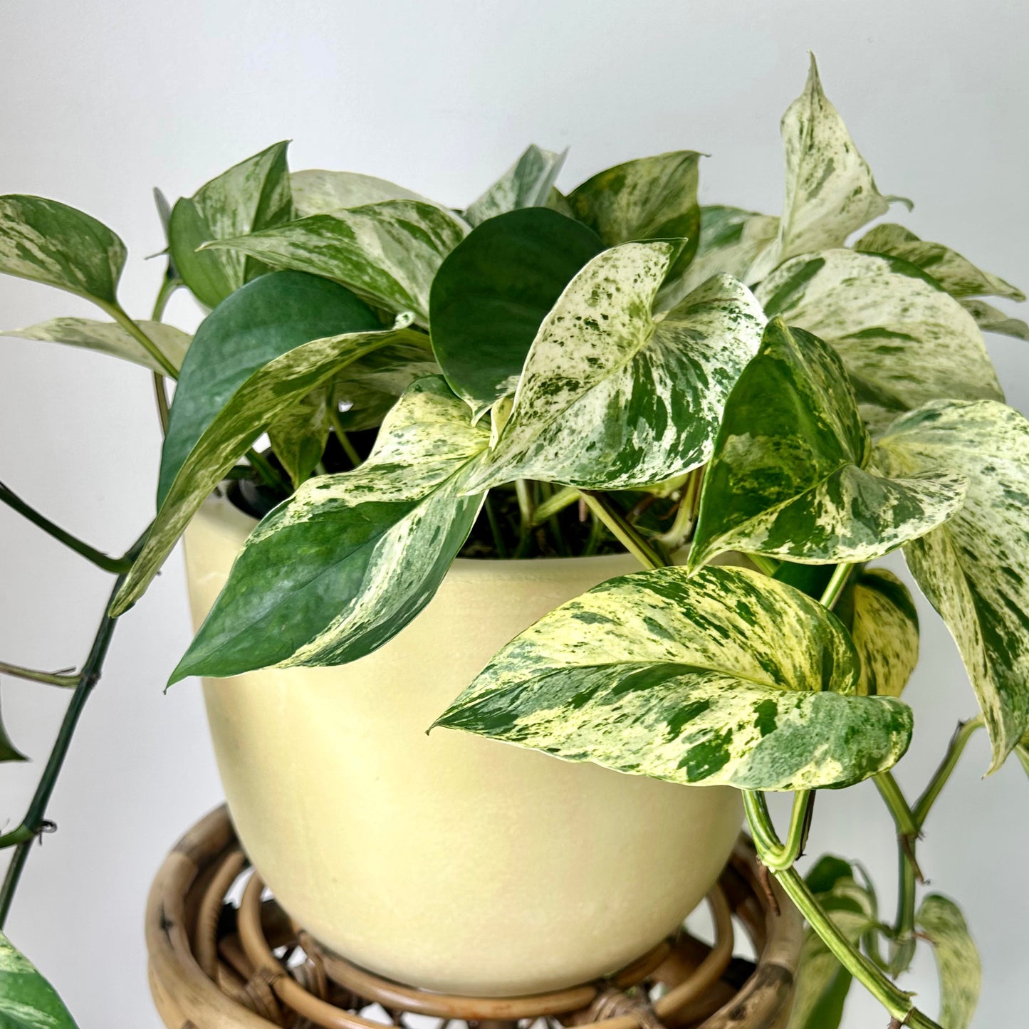 SIMCOE Bell-Shaped Planter BUTTERCREAM YELLOW