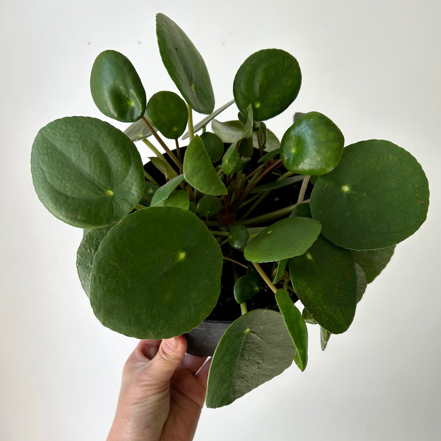 Chinese Money Plant (Pilea Peperomioides) 6”pot