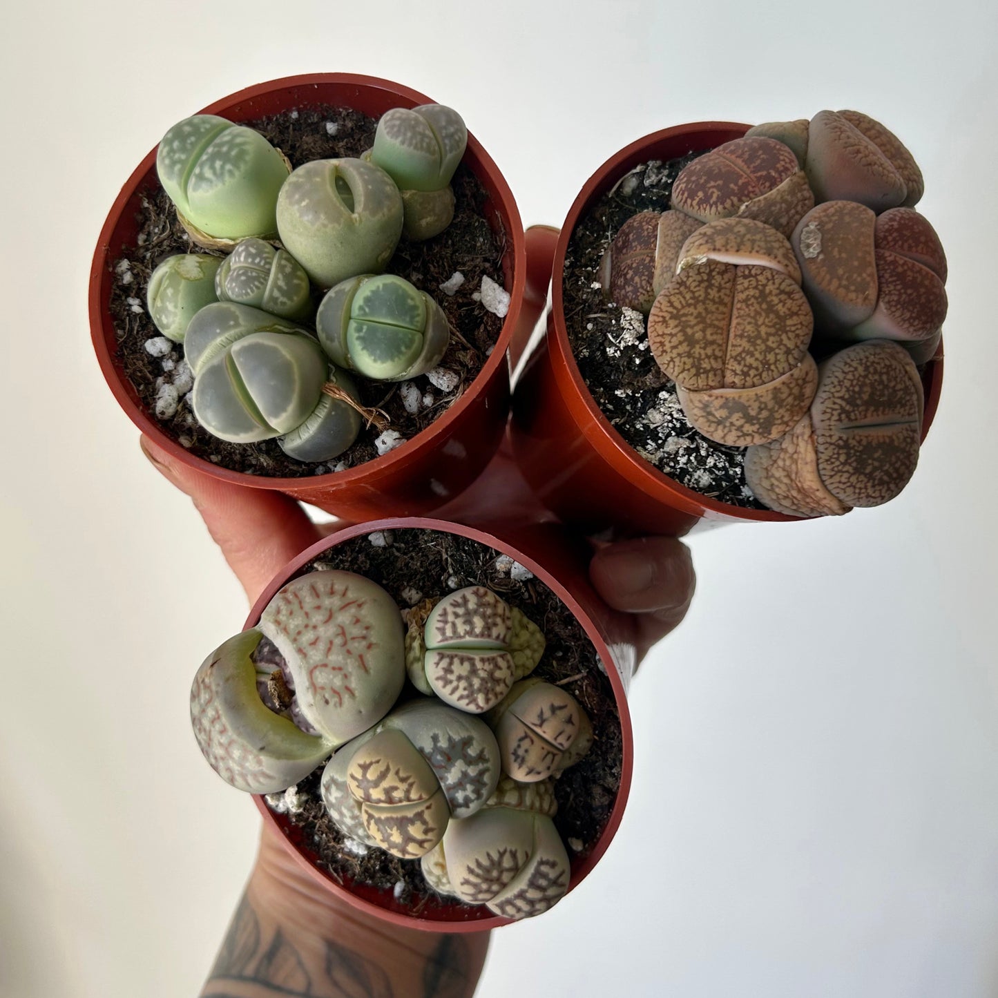 Living Stone Succulent (Lithops) 3" pot