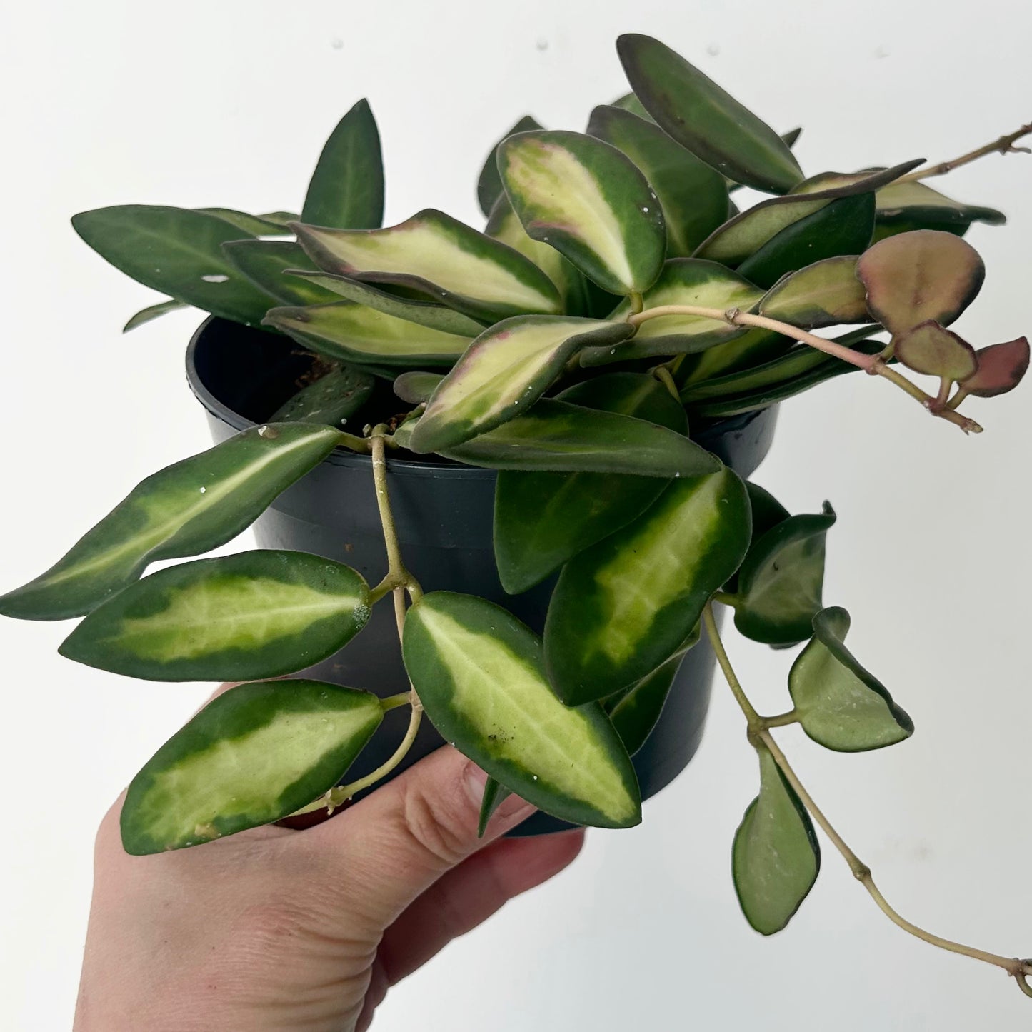 Hoya sp. aff. burtoniae variegated 4” pot