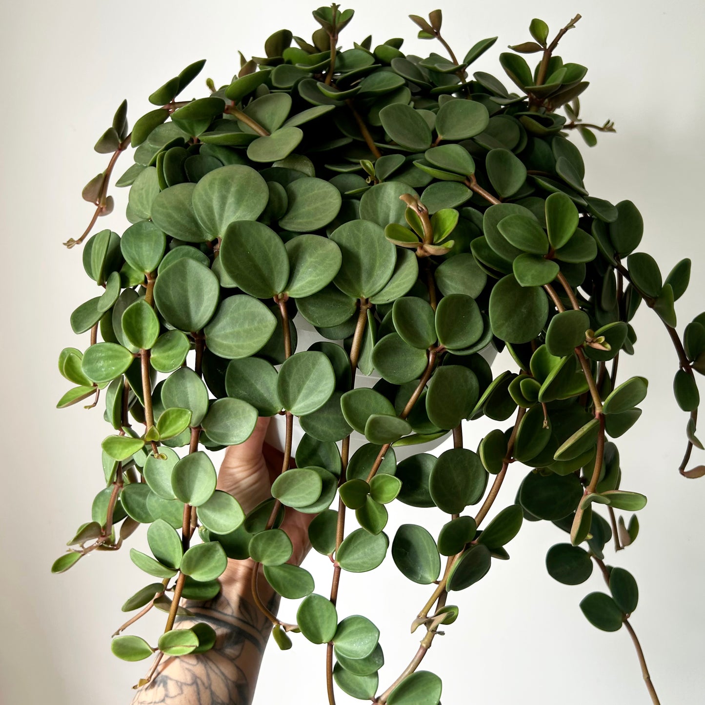 Peperomia "Hope" 8”hanging basket