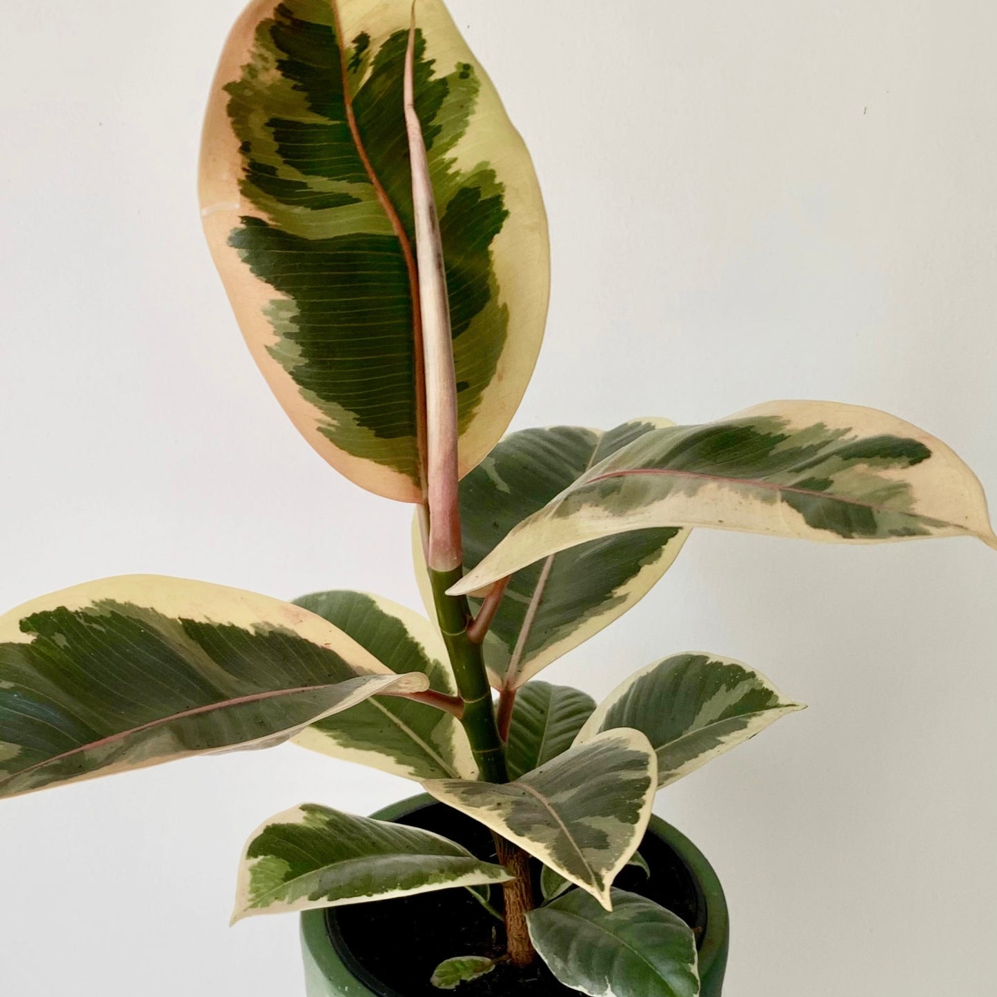 Ficus Elastica "Tineke" 5” pot