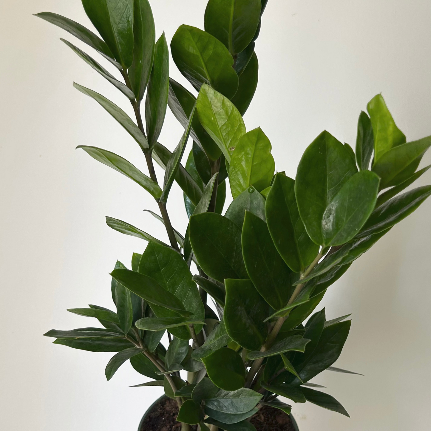 ZZ Plant (Zamioculcas Zamiifolia) 6”pot