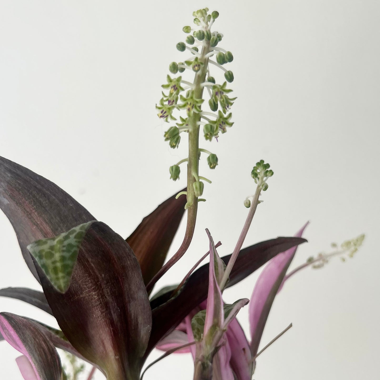 Pink Squill “Juda” 3.5”pot (Ledebouria socialis variegata)