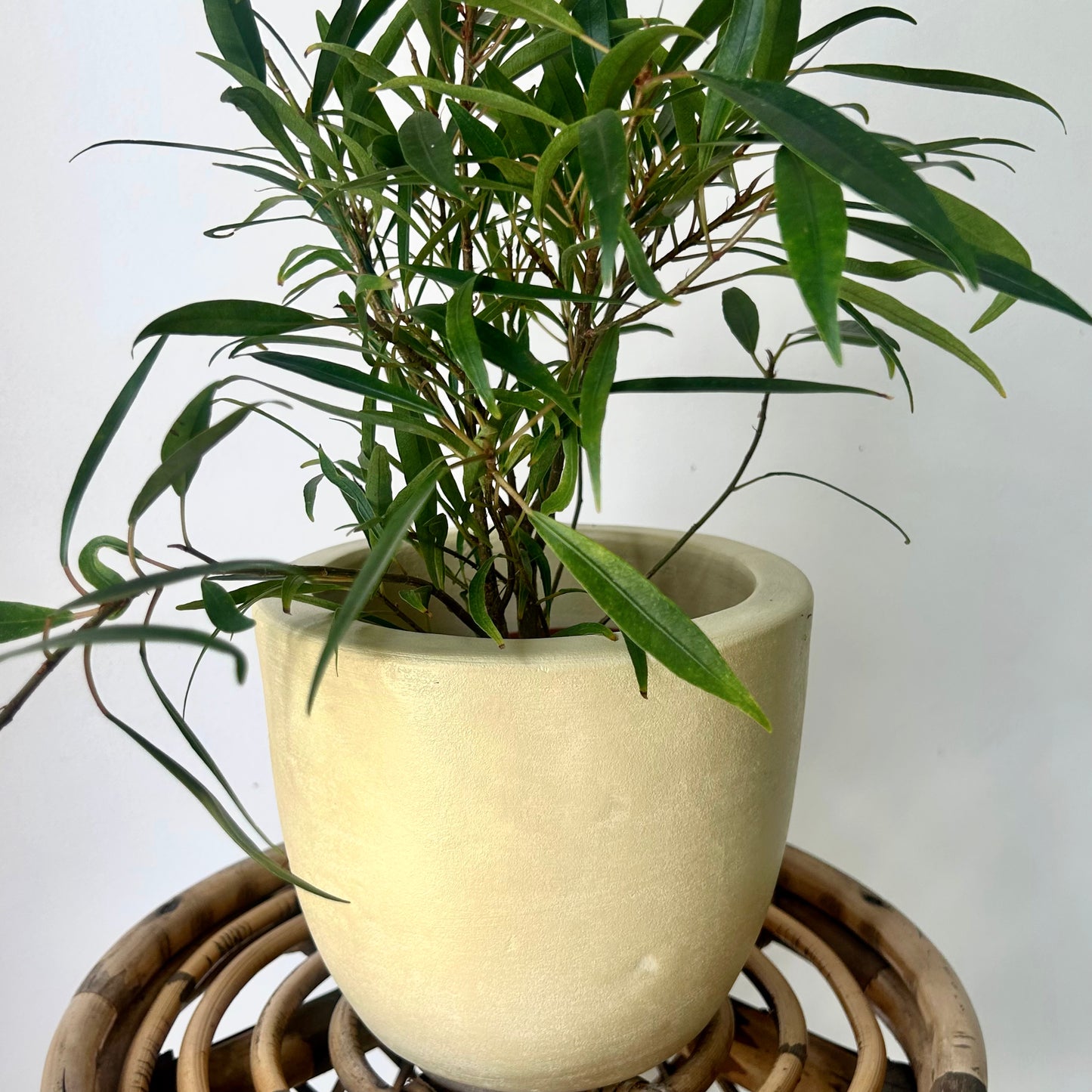 SIMCOE Bell-Shaped Planter BUTTERCREAM YELLOW