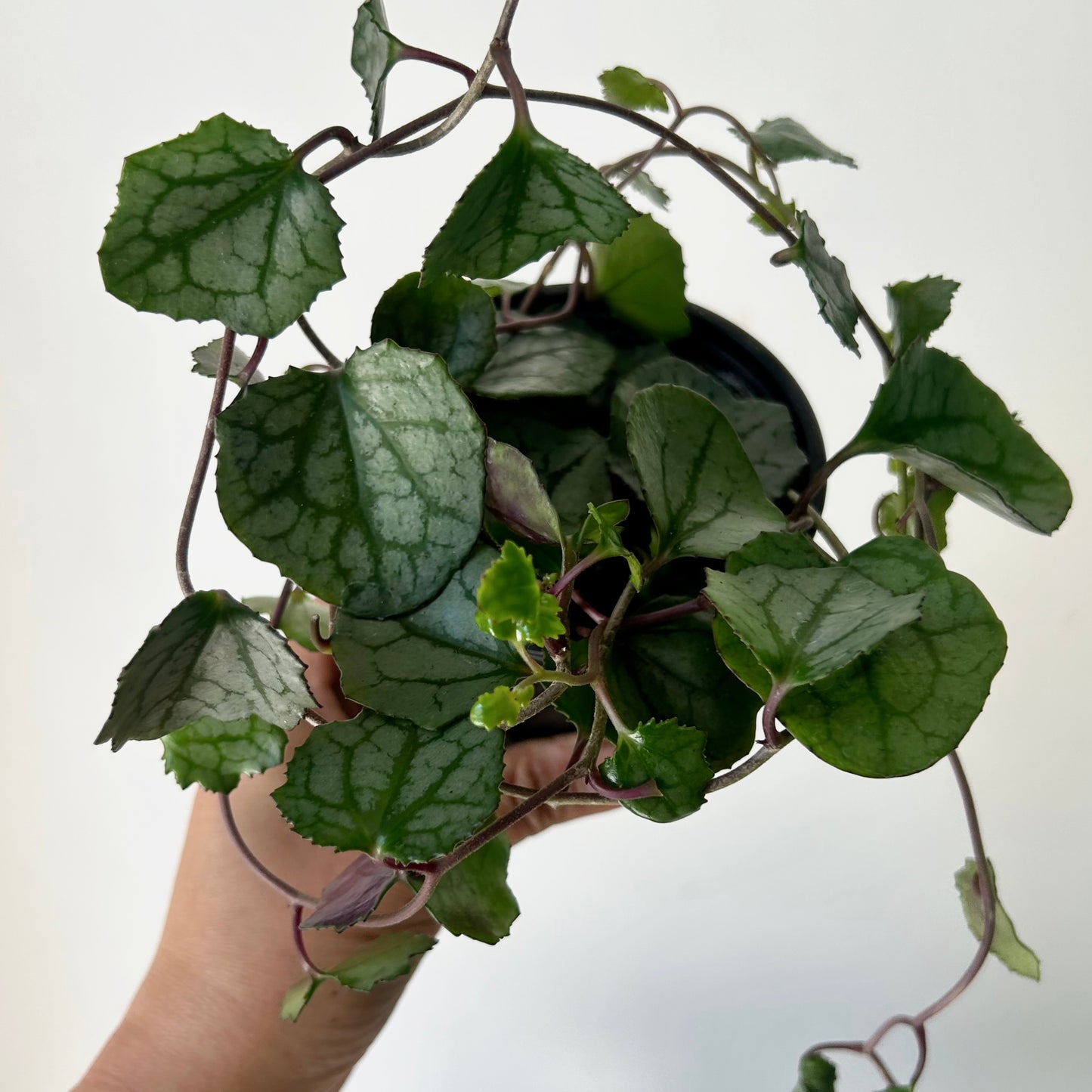 Rosary Heart Succulent (senecio mikanioides) 3.5" pot