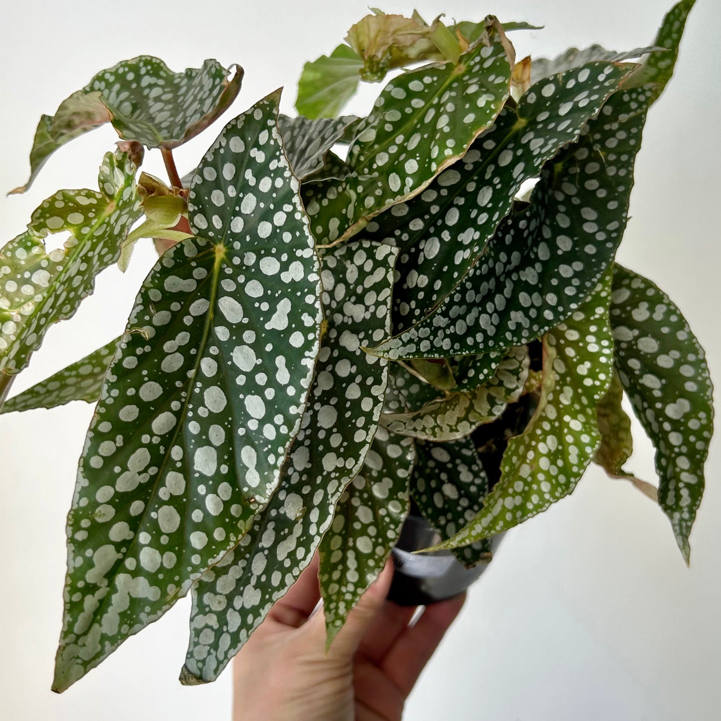 Begonia Maculata “Double Dot” 4.25"pot