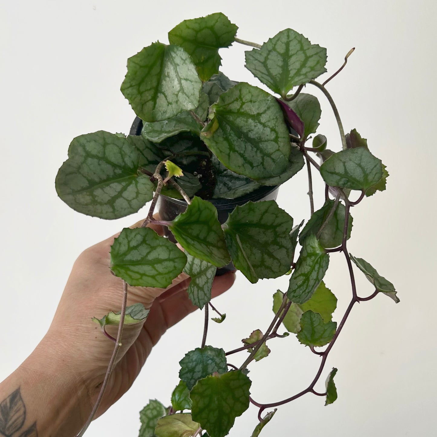 Rosary Heart Succulent (senecio mikanioides) 3.5" pot
