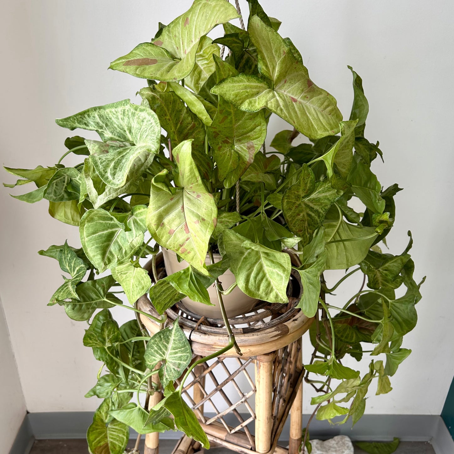 Syngonium “Pink Confetti” 8” hanging basket