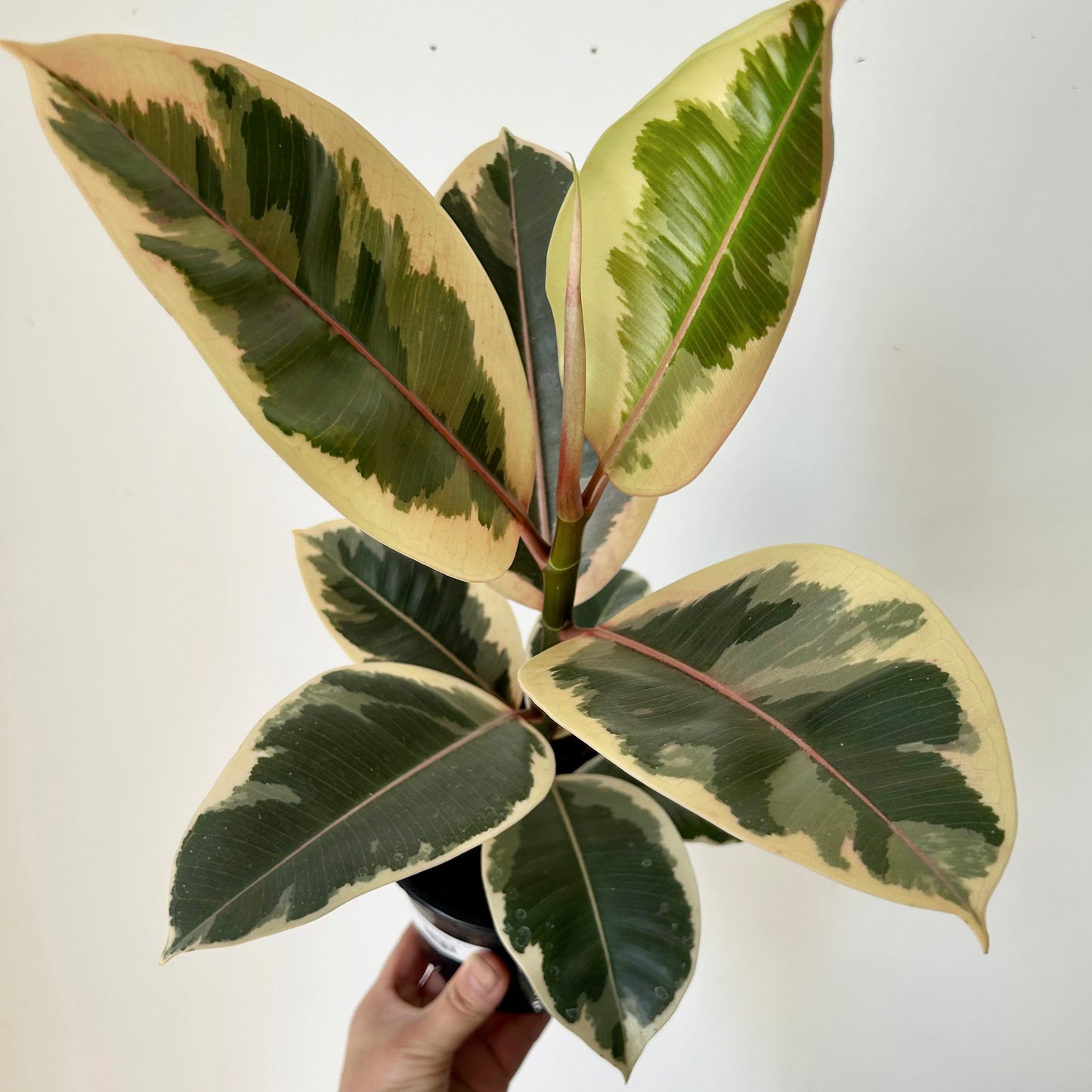 Ficus Elastica "Tineke" 5” pot
