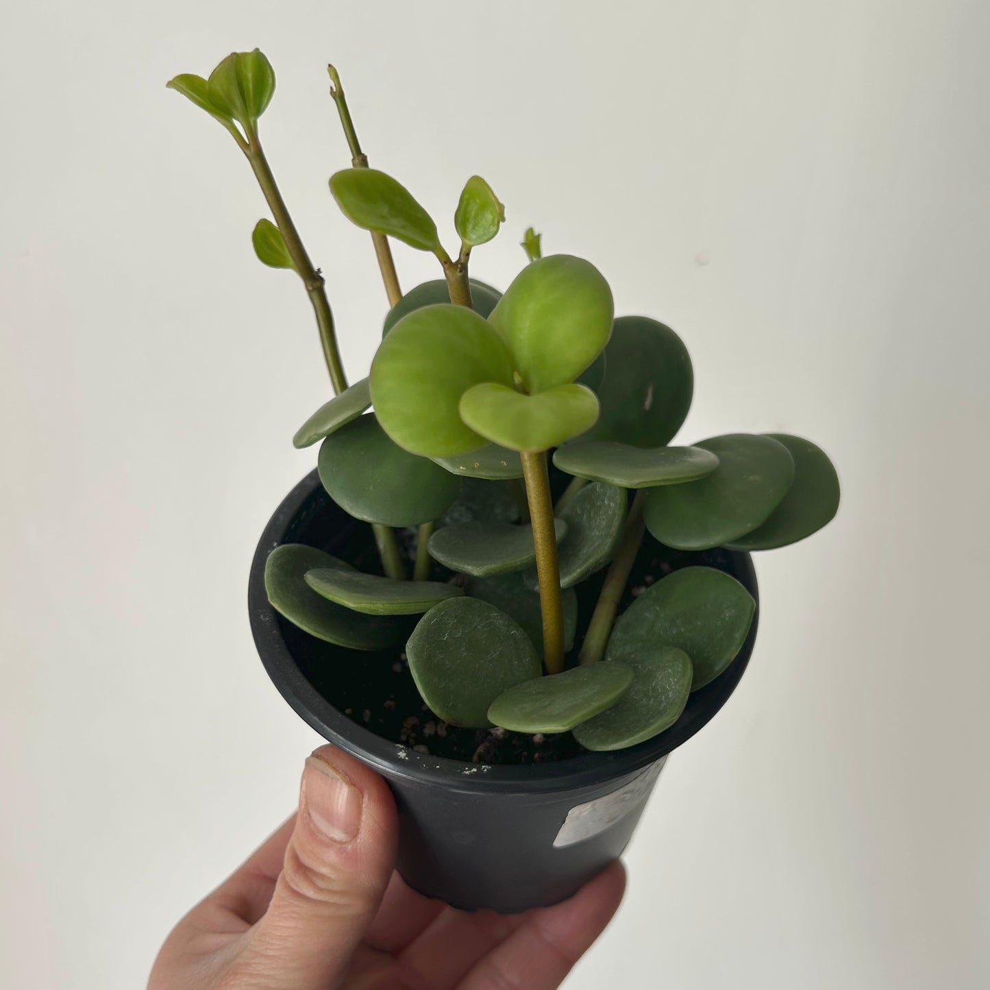 Peperomia tetraphylla “Hope" 3.5" pot