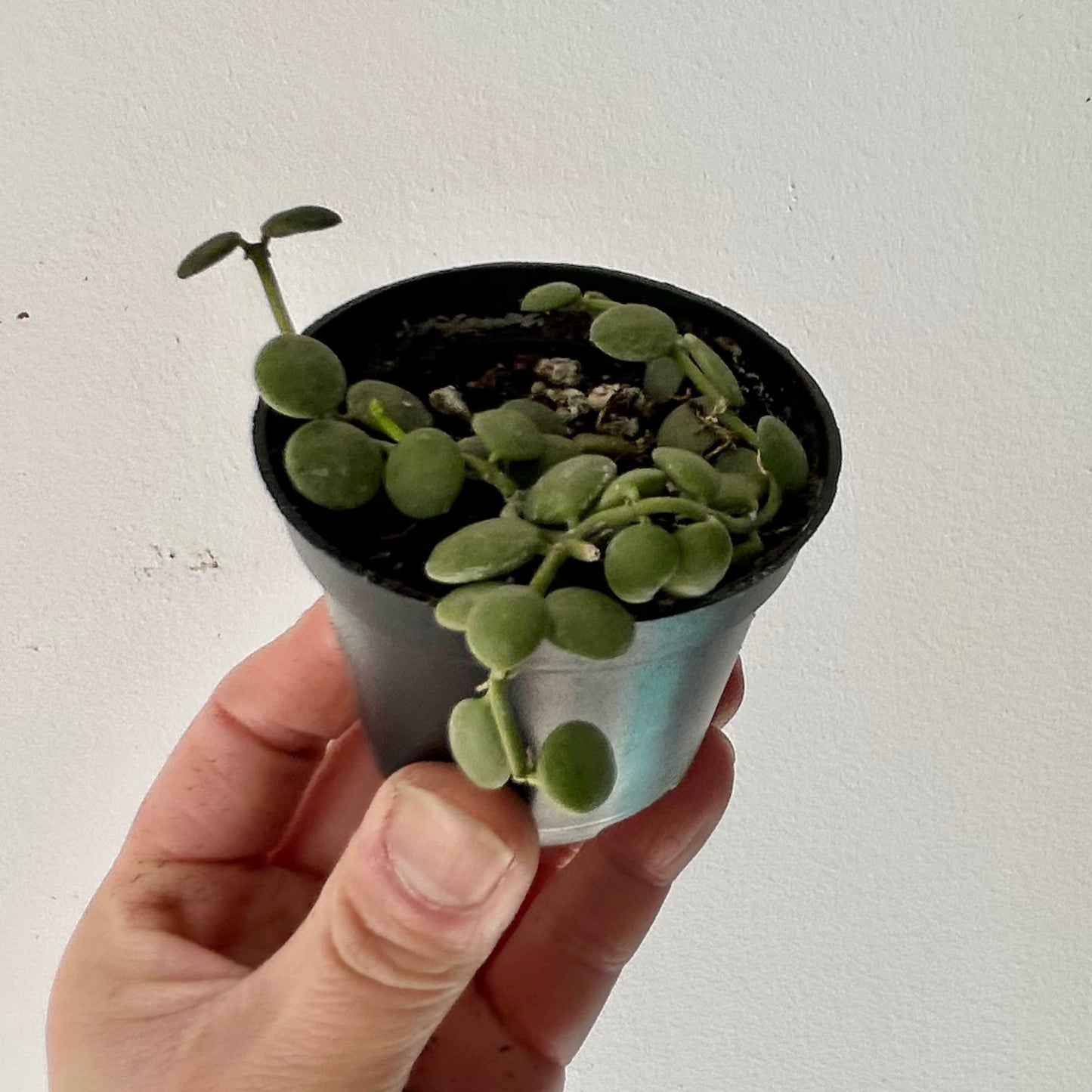 String of Nickles (Dischidia nummularia) 2.5” pot