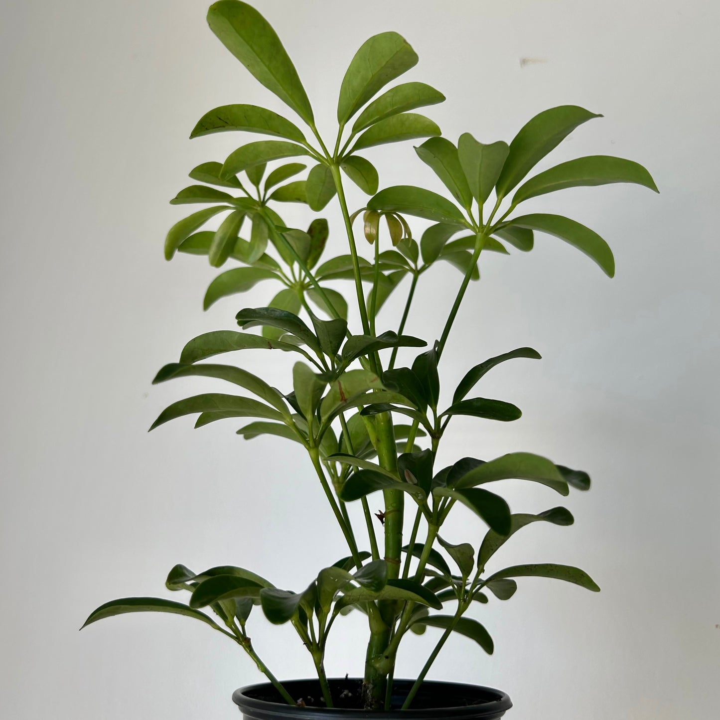 Dwarf Umbrella Tree (Schefflera arboricola) 3.5”pot