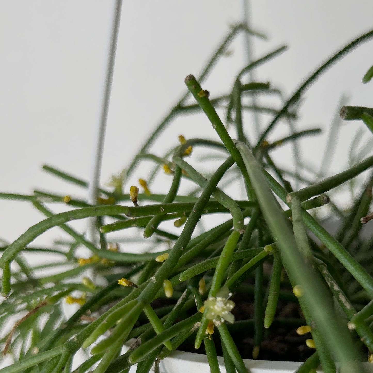 Rhipsalis capilliformis 6”hanging basket