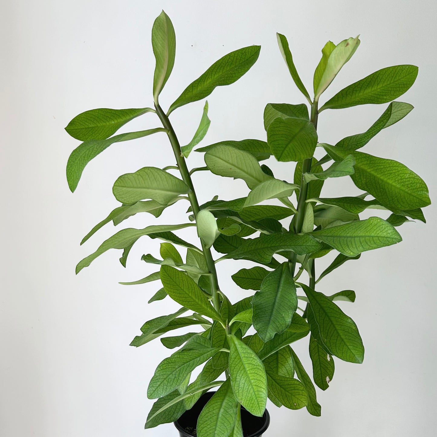 Euphorbia grantii (approximately 2.5 ft tall) in 8”pot