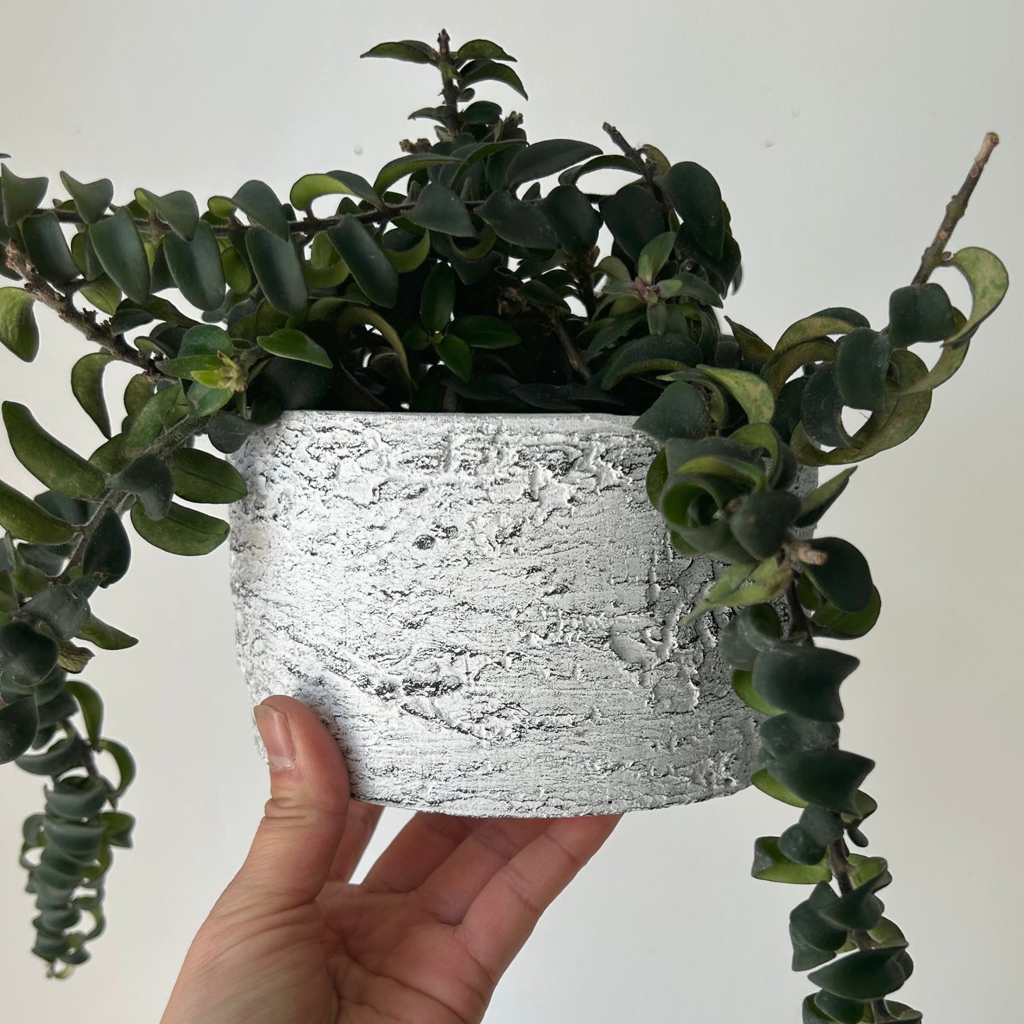 Cement Birch Bark decorative pot (available in two sizes)