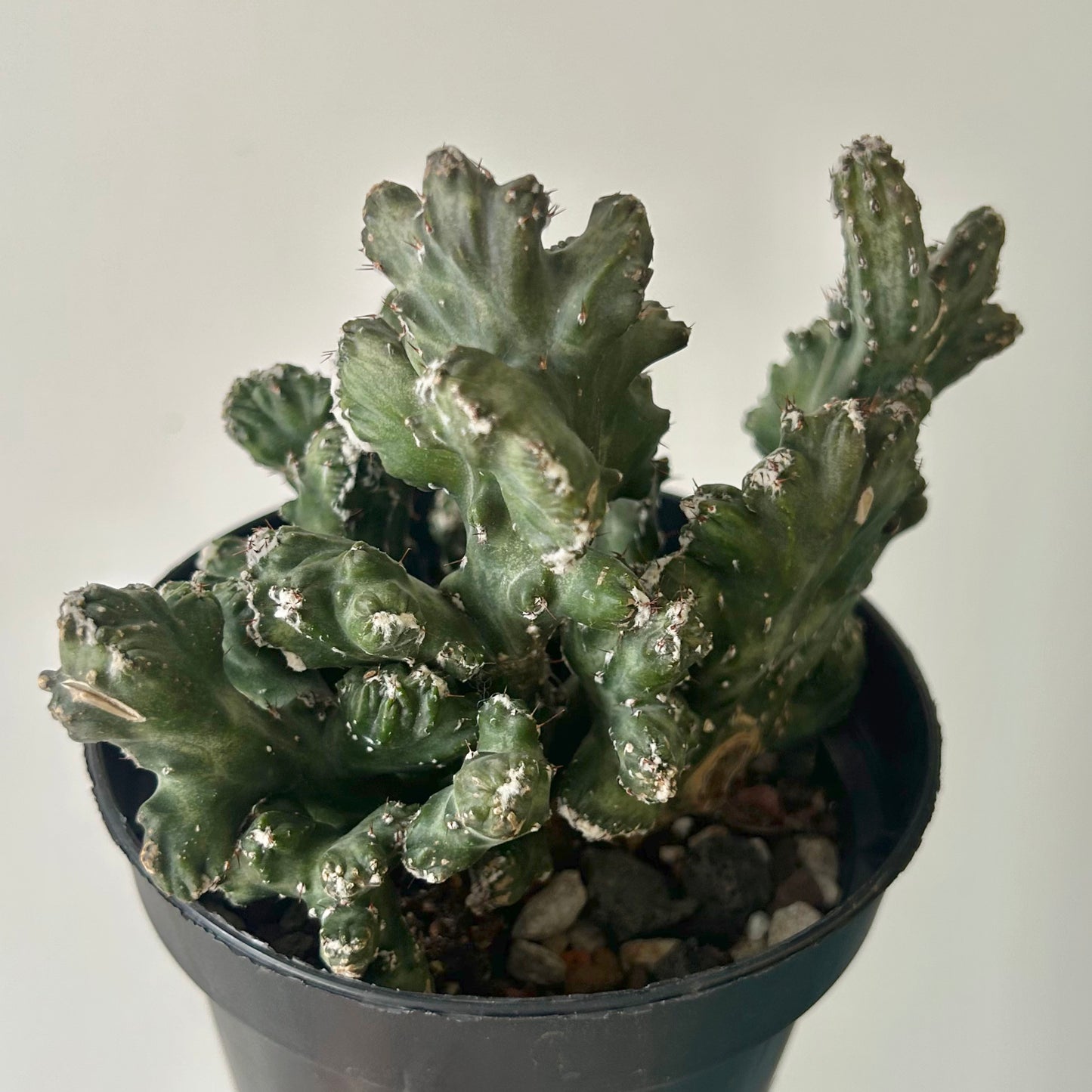 Crested Cereus spegazzinii 5”pot