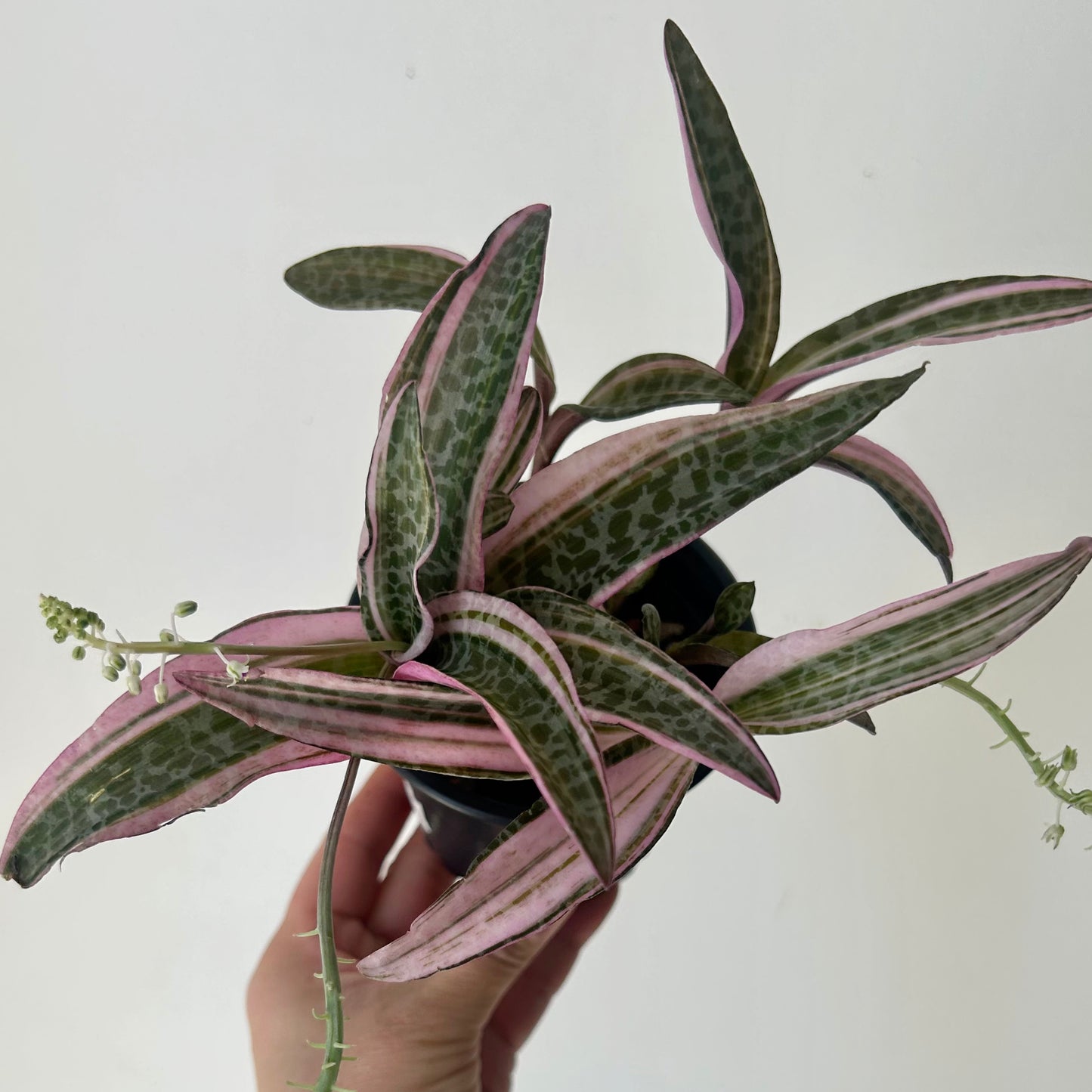 Pink Squill “Juda” 3.5”pot (Ledebouria socialis variegata)