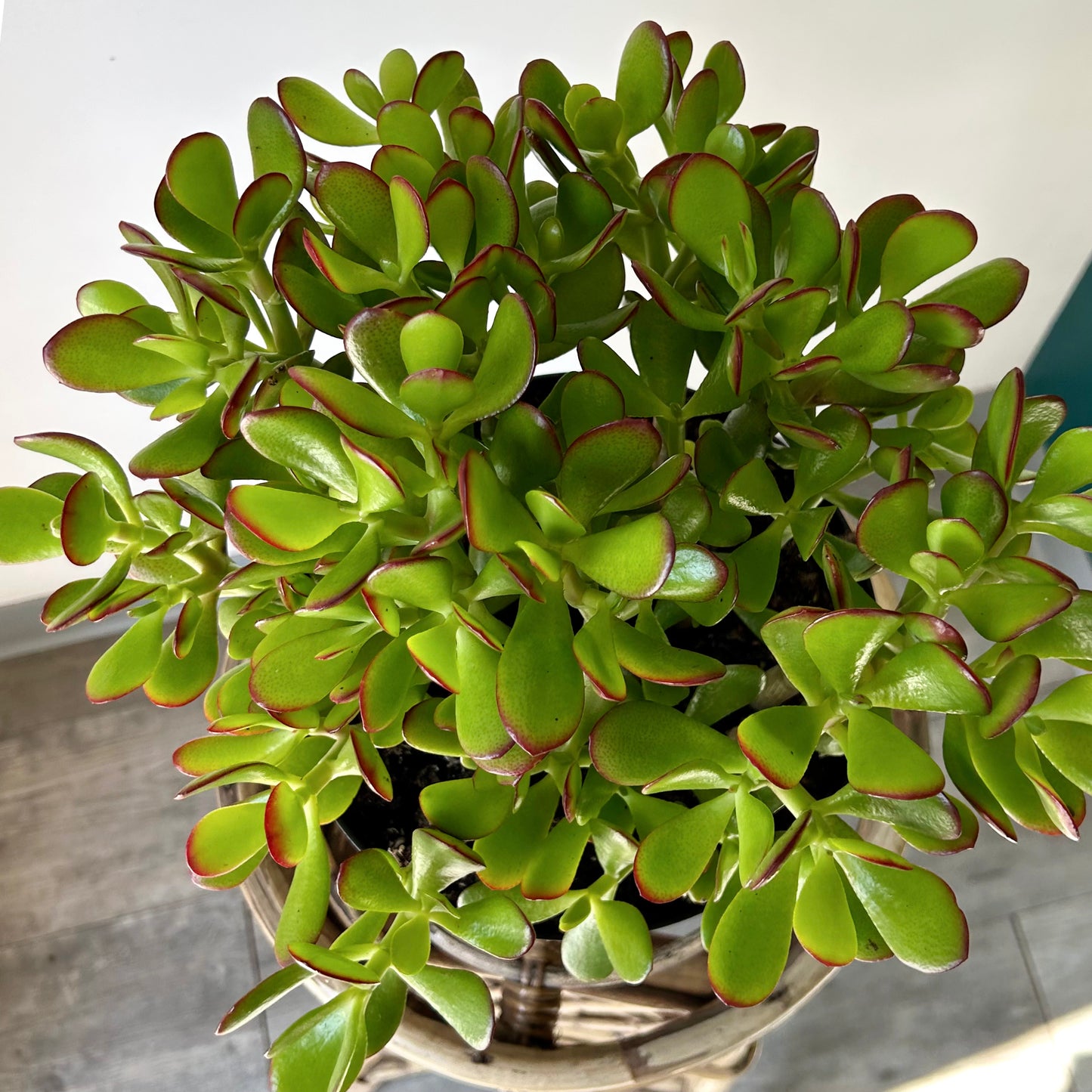 Jade Succulent Ovata “Sunset” 8”pot