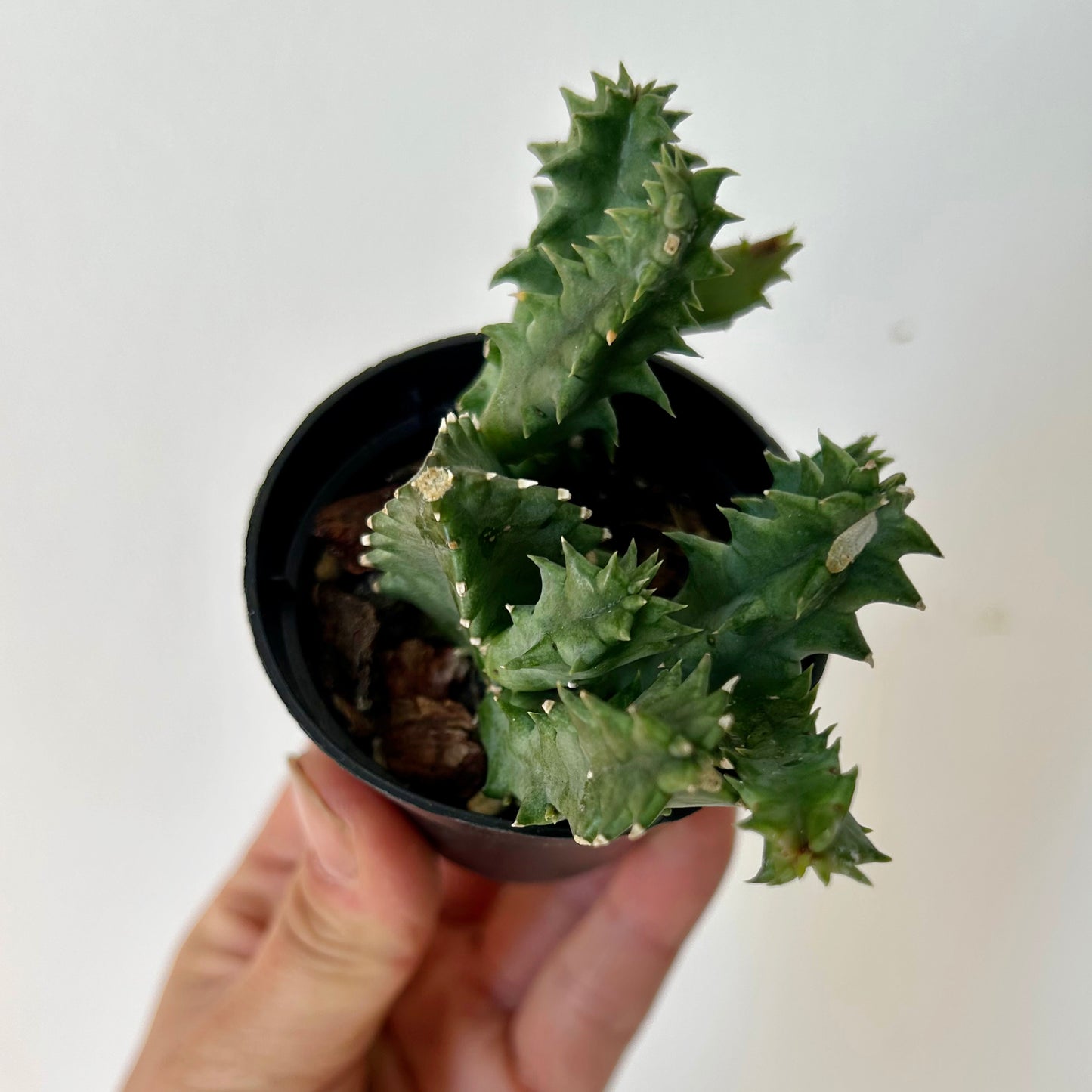 Huernia 2.5” pot