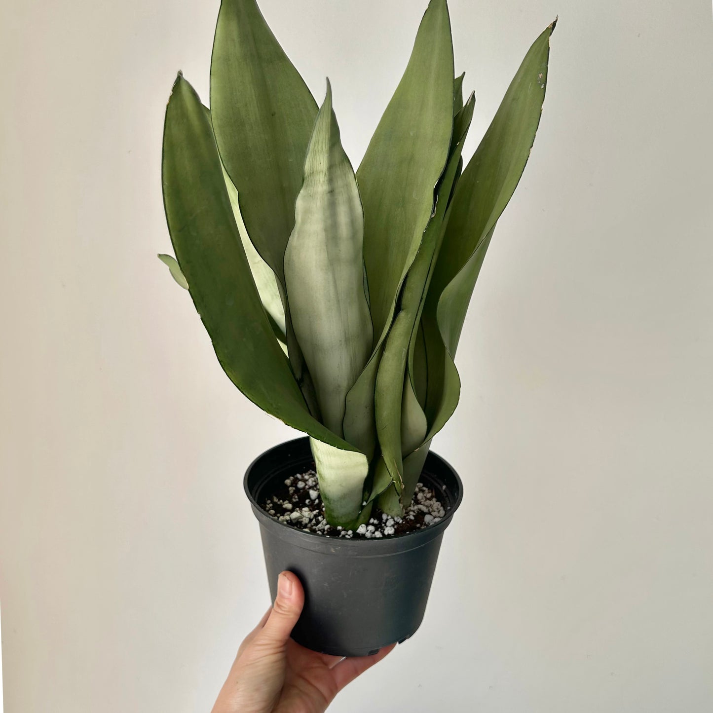 Sansevieria “Moonshine” 6” pot