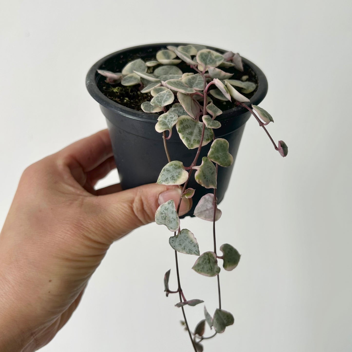 Variegated String of Hearts (Ceropegia woodii variegata) 3.5”pot