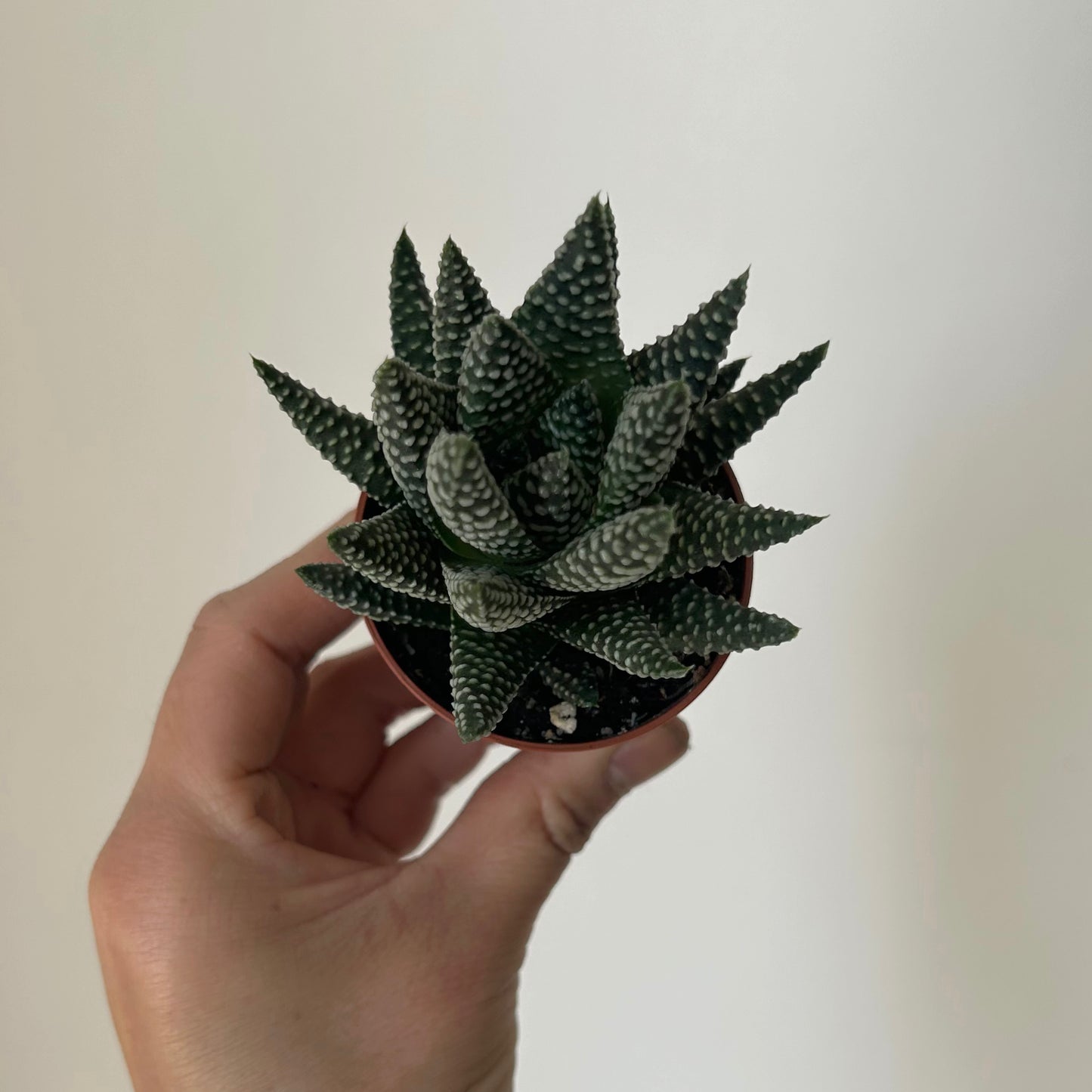 Haworthia Pumila 2.5”pot