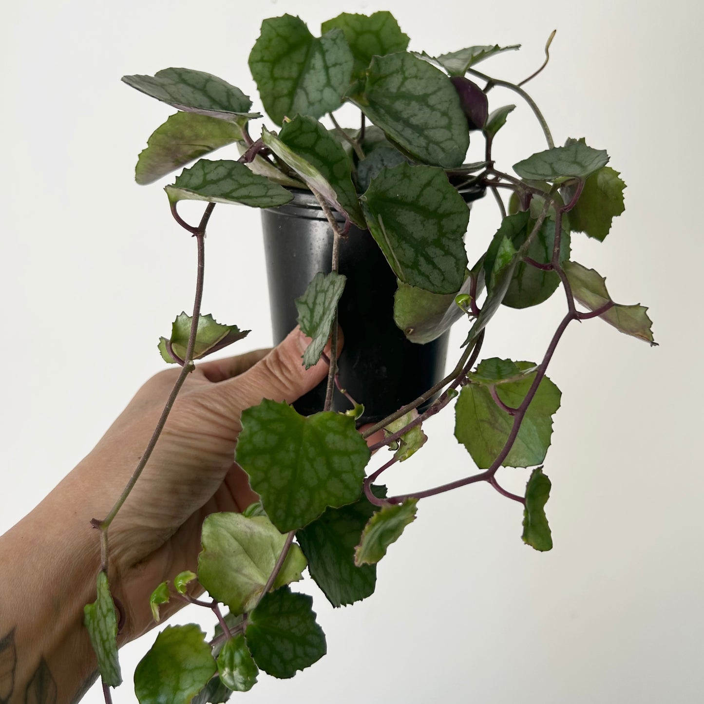 Rosary Heart Succulent (senecio mikanioides) 3.5" pot
