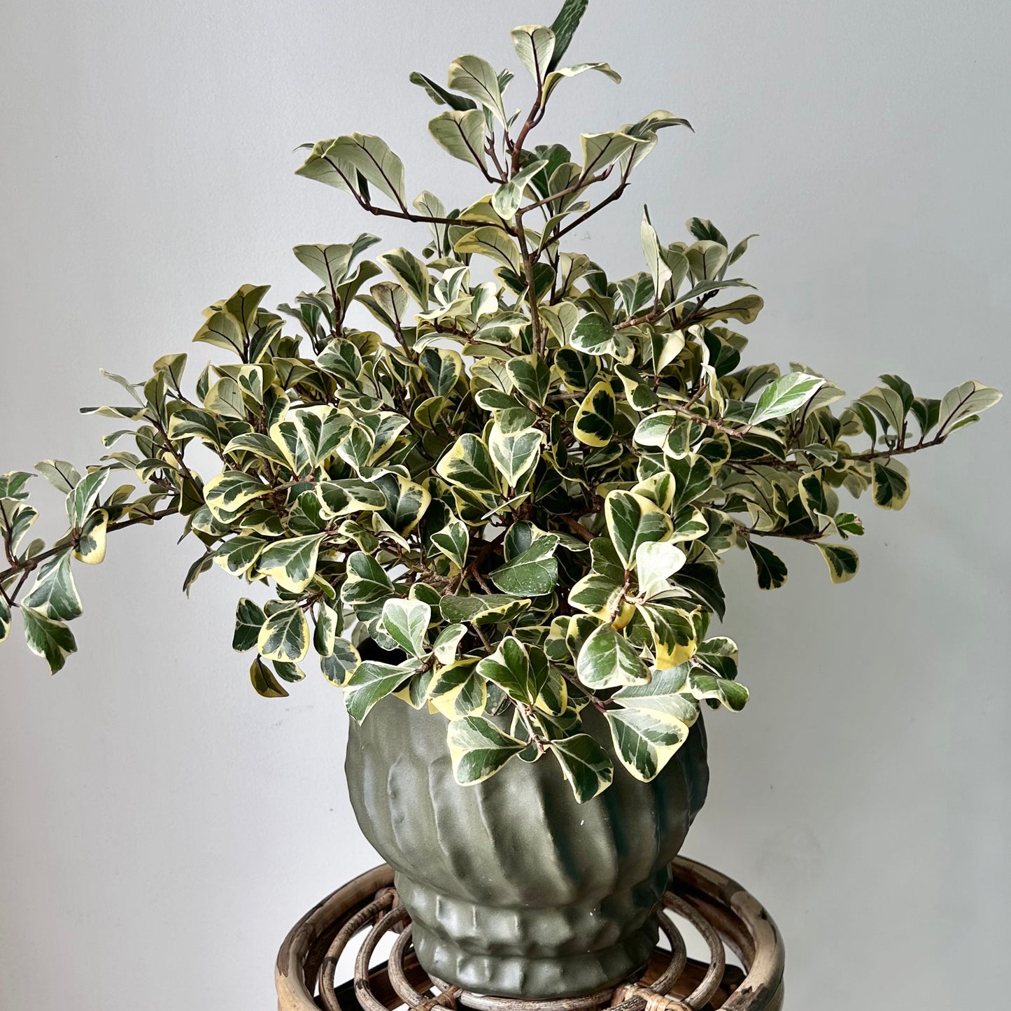 Variegated Ficus triangularis 6.5”pot