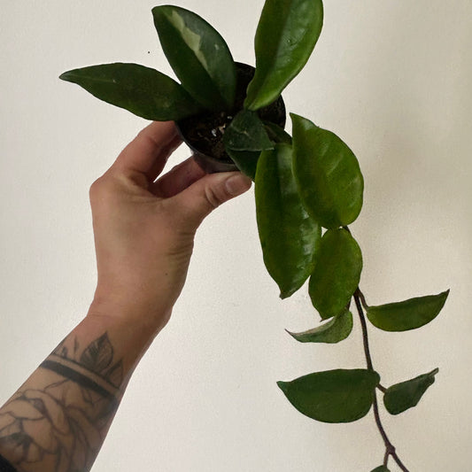 Hoya Carnosa 2.5”pot
