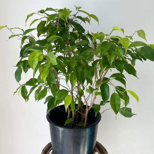 Ficus Benjamina “Lime” 8" Pot