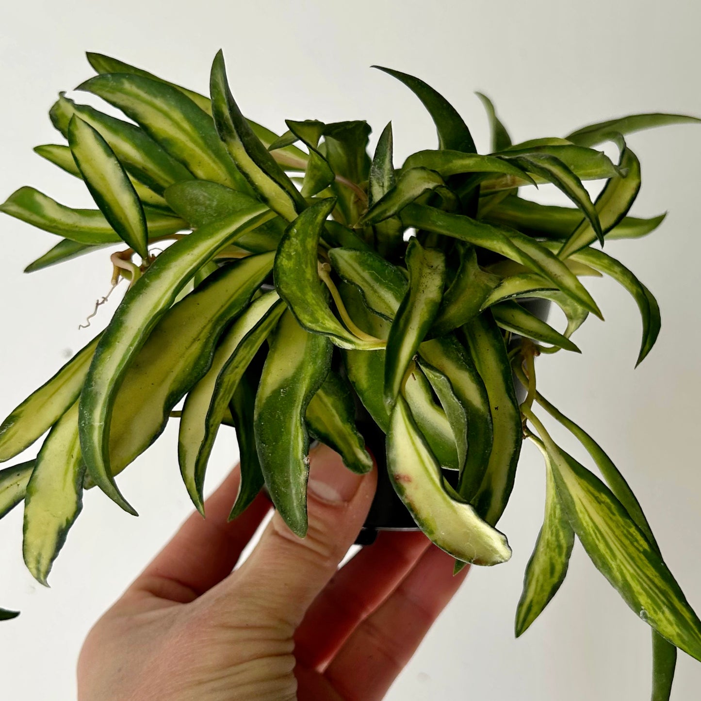 Variegated Hoya wayetii 3.5” pot