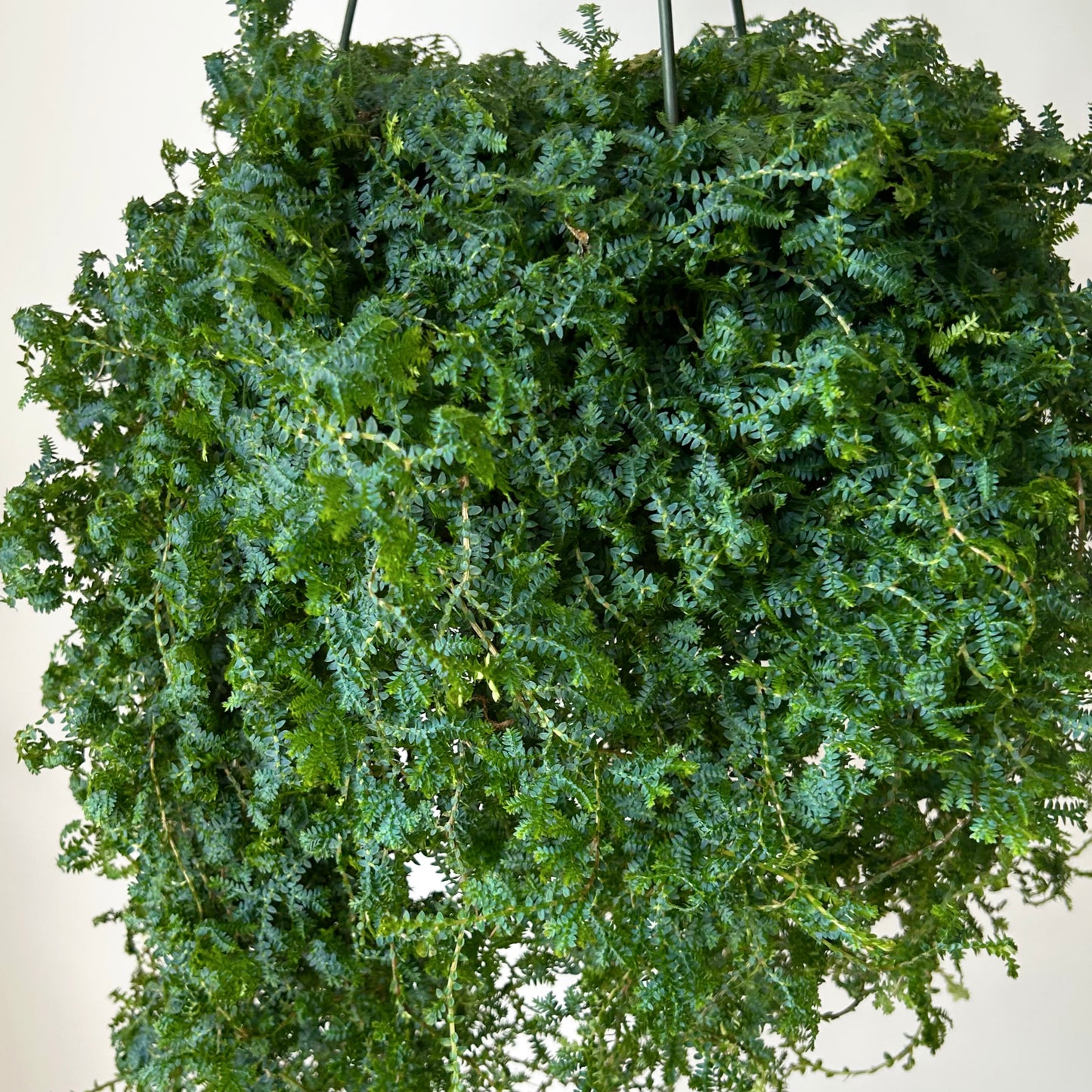 Peacock Fern (Selaginella uncinata) 8” hanging basket