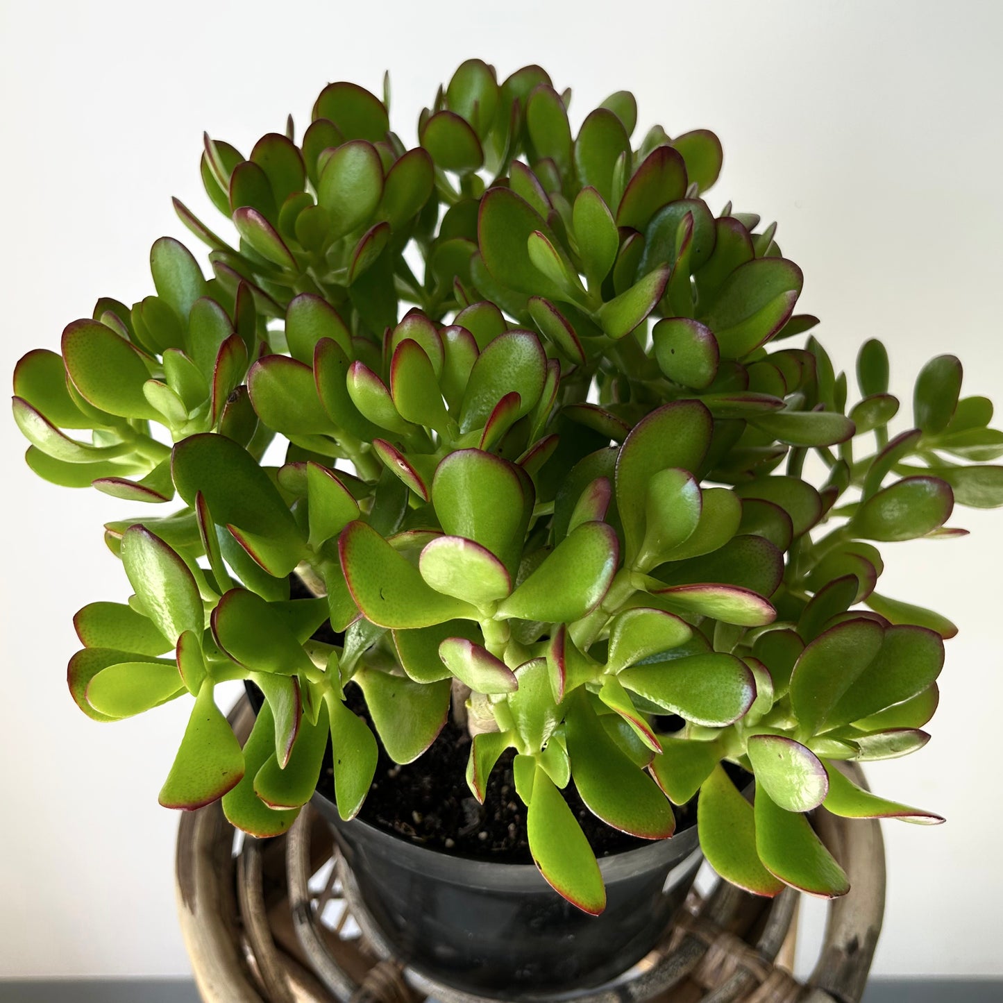 Jade Succulent Ovata “Sunset” 8”pot