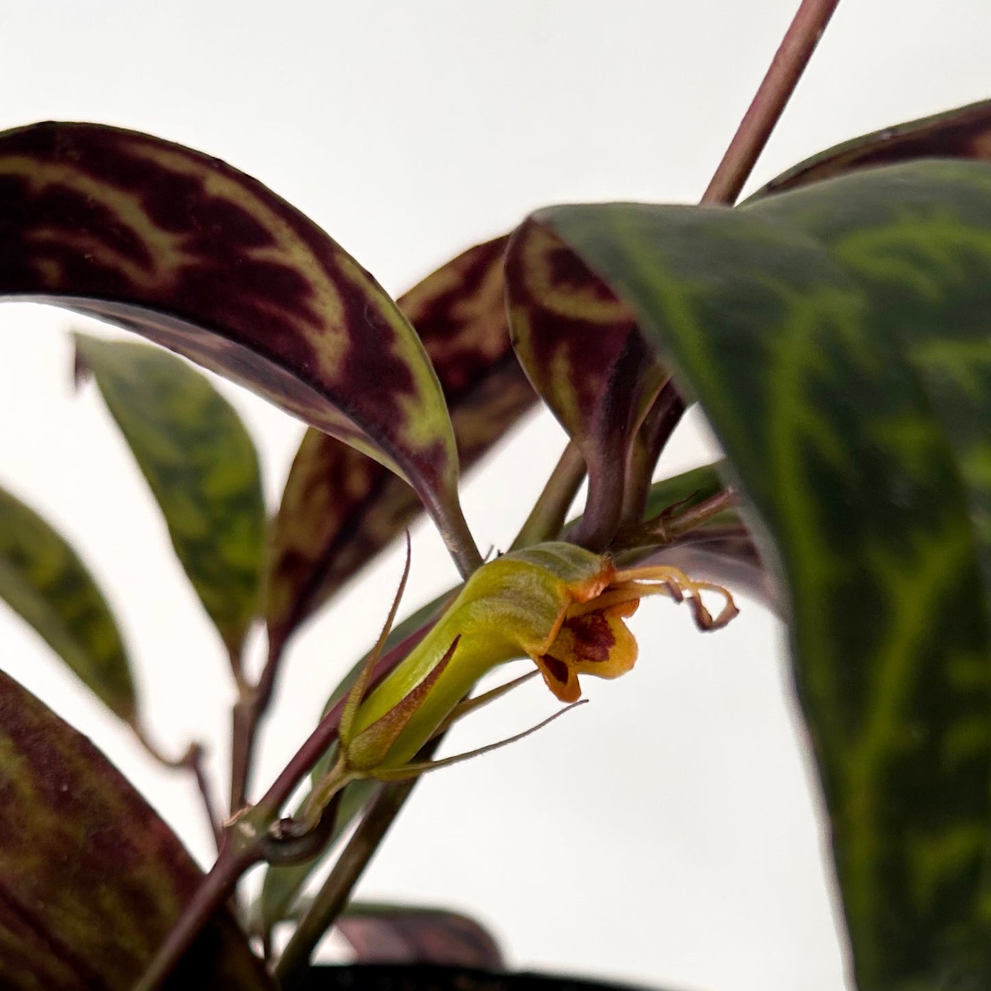 Black Pagoda Lipstick Plant (Aeschynanthus longicaulis) 4”pot