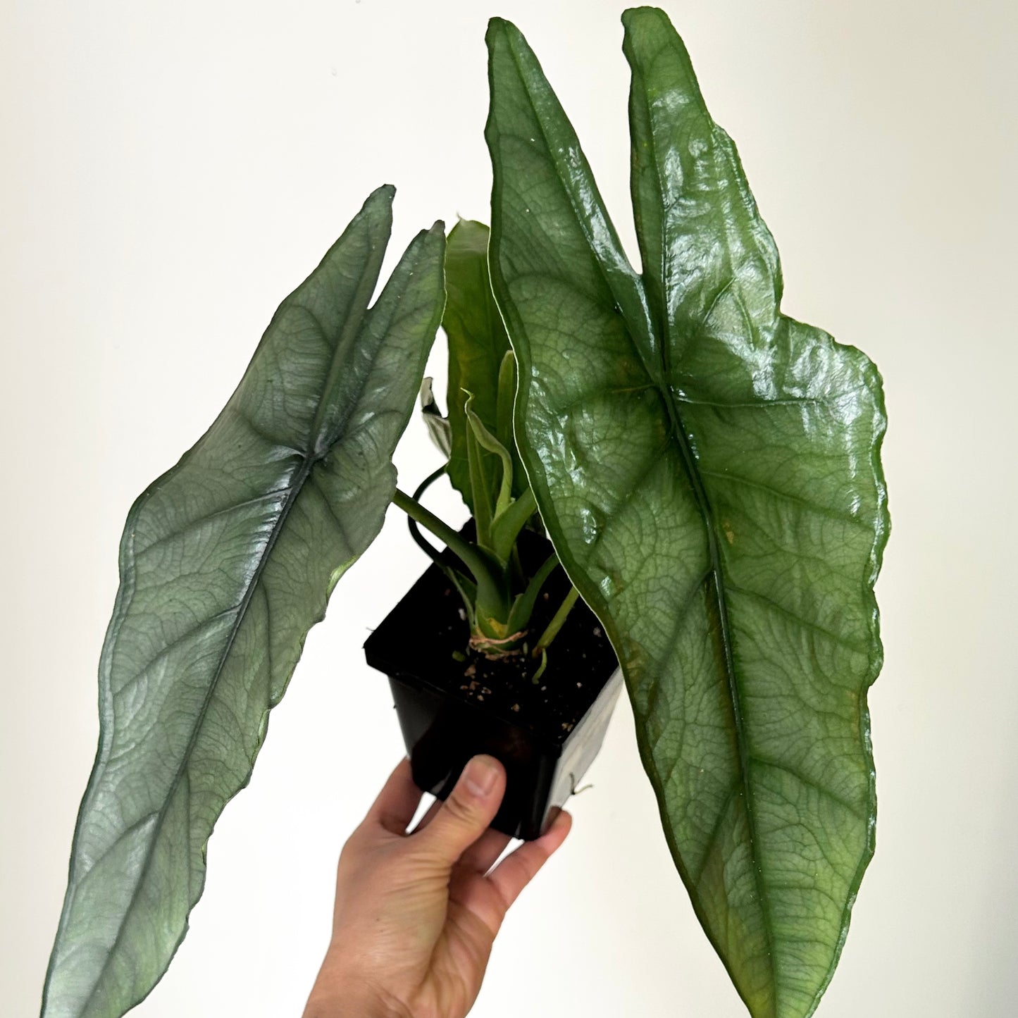 Alocasia heterophylla “Dragon’s Breath” 4”pot
