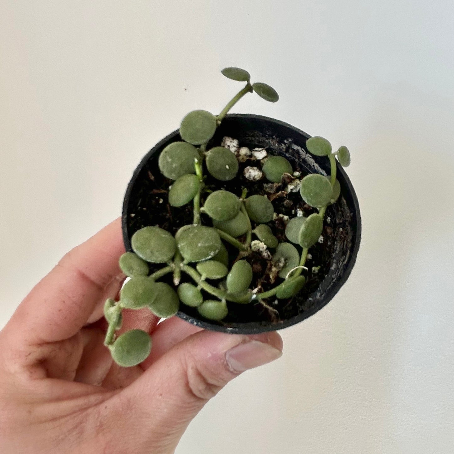 String of Nickles (Dischidia nummularia) 2.5” pot