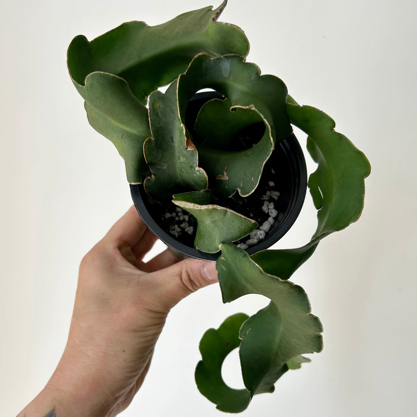 Curly Sue Orchid Cactus (Epiphyllum guatemalense) 3.5” pot
