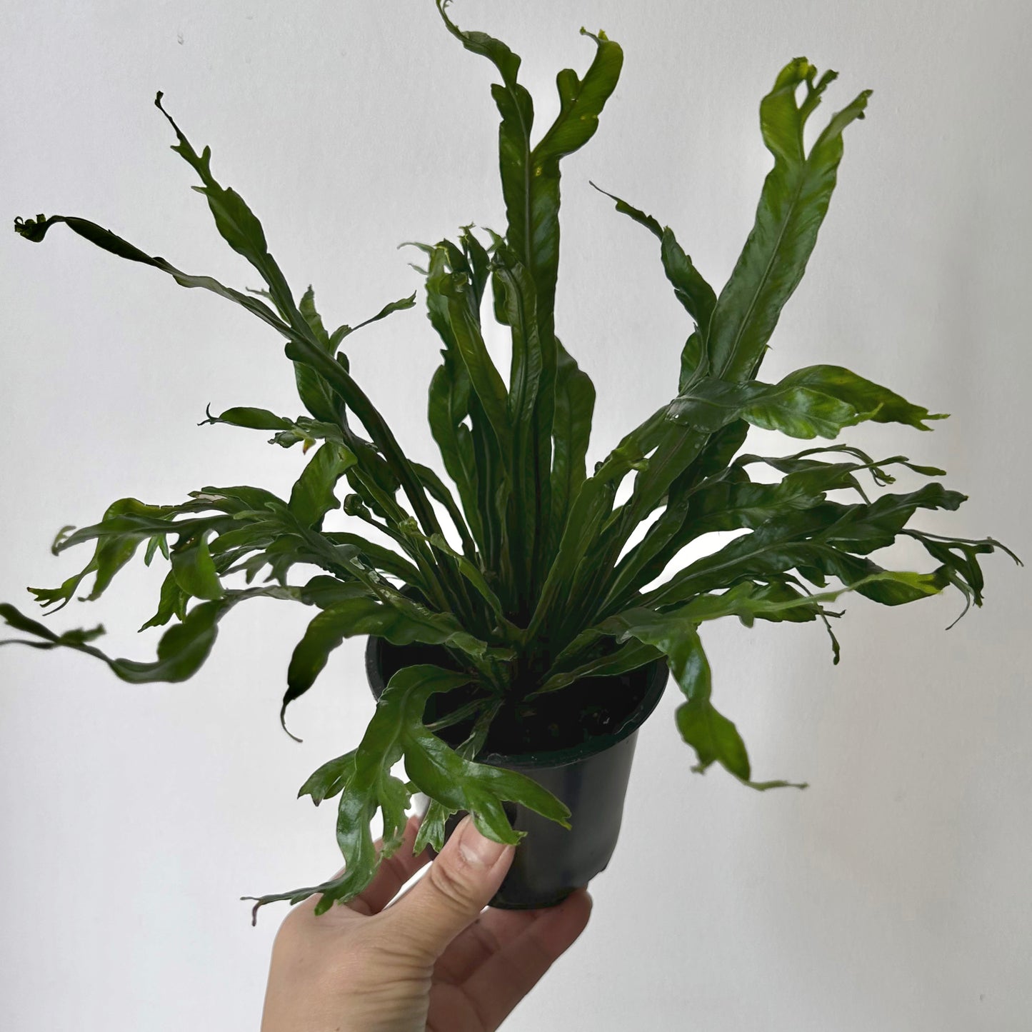 Birds Nest Fern (Asplenium) 3.5”pot